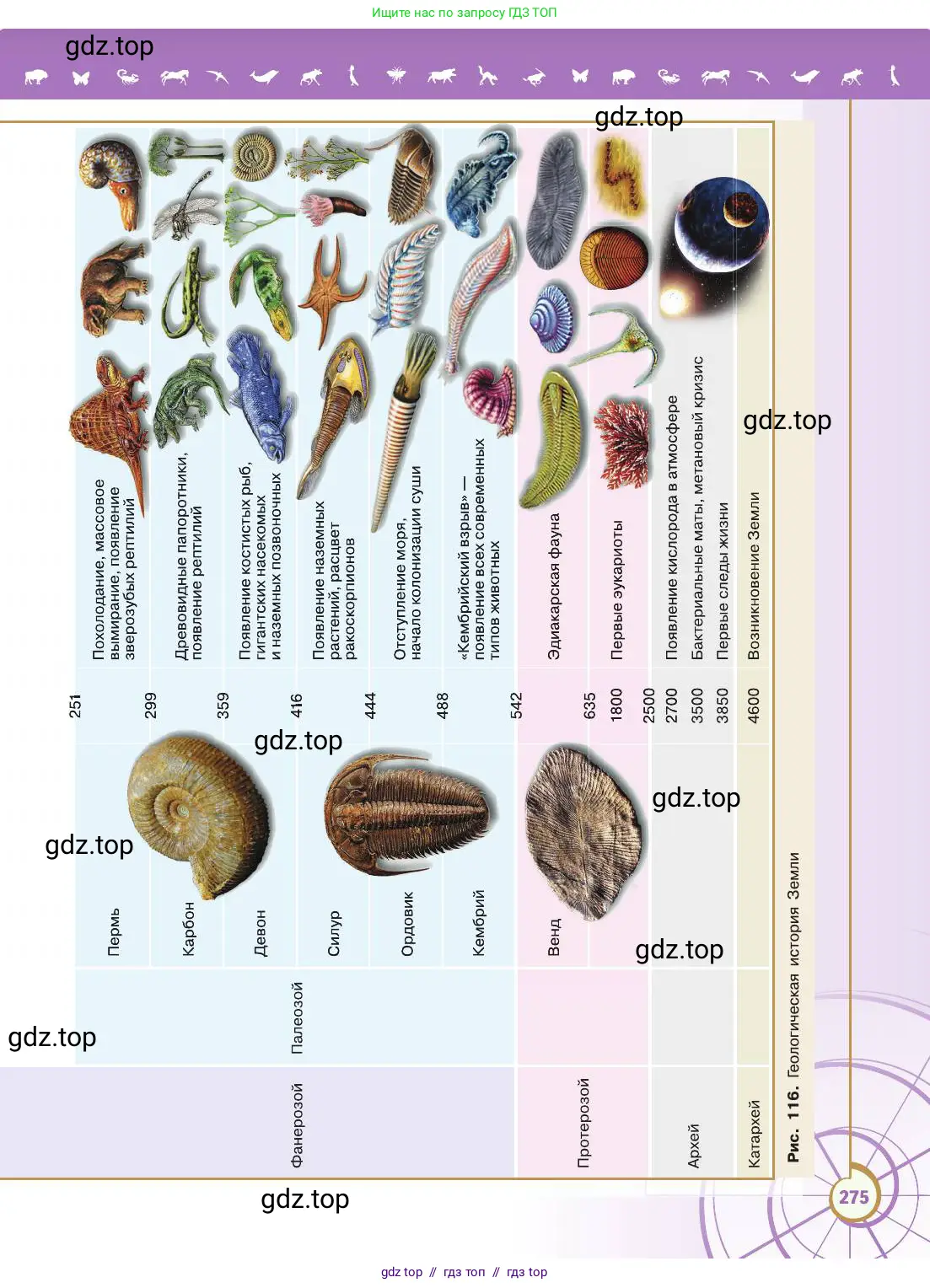Биология, 11 класс Учебник, авторы: Пасечник Владимир Васильевич, Каменский Андрей Александрович, Рубцов Александр Михайлович, Швецов Глеб Геннадьевич, Абовян Леван Арташесович, Гапонюк Зоя Георгиевна, издательство Просвещение, Москва, 2019, страница 275