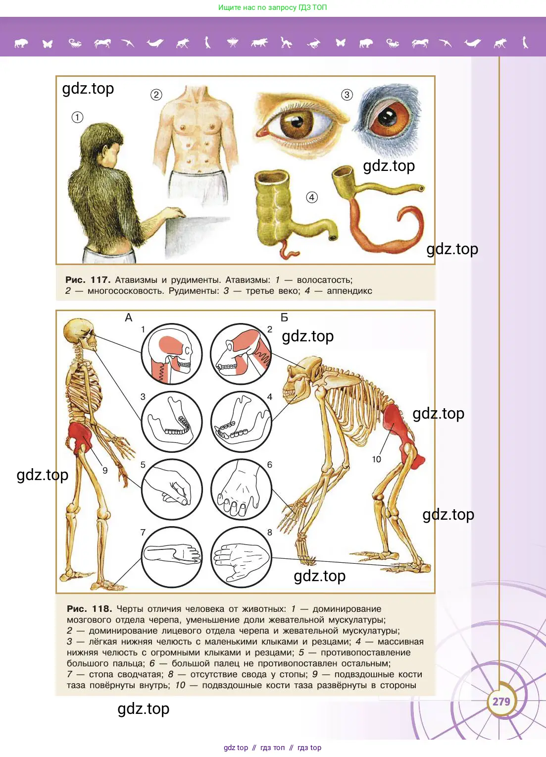 Биология, 11 класс Учебник, авторы: Пасечник Владимир Васильевич, Каменский Андрей Александрович, Рубцов Александр Михайлович, Швецов Глеб Геннадьевич, Абовян Леван Арташесович, Гапонюк Зоя Георгиевна, издательство Просвещение, Москва, 2019, страница 279