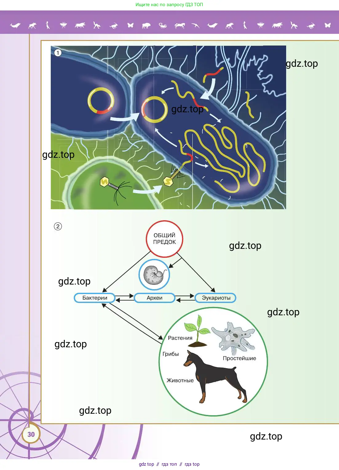 Биология, 11 класс Учебник, авторы: Пасечник Владимир Васильевич, Каменский Андрей Александрович, Рубцов Александр Михайлович, Швецов Глеб Геннадьевич, Абовян Леван Арташесович, Гапонюк Зоя Георгиевна, издательство Просвещение, Москва, 2019, страница 30