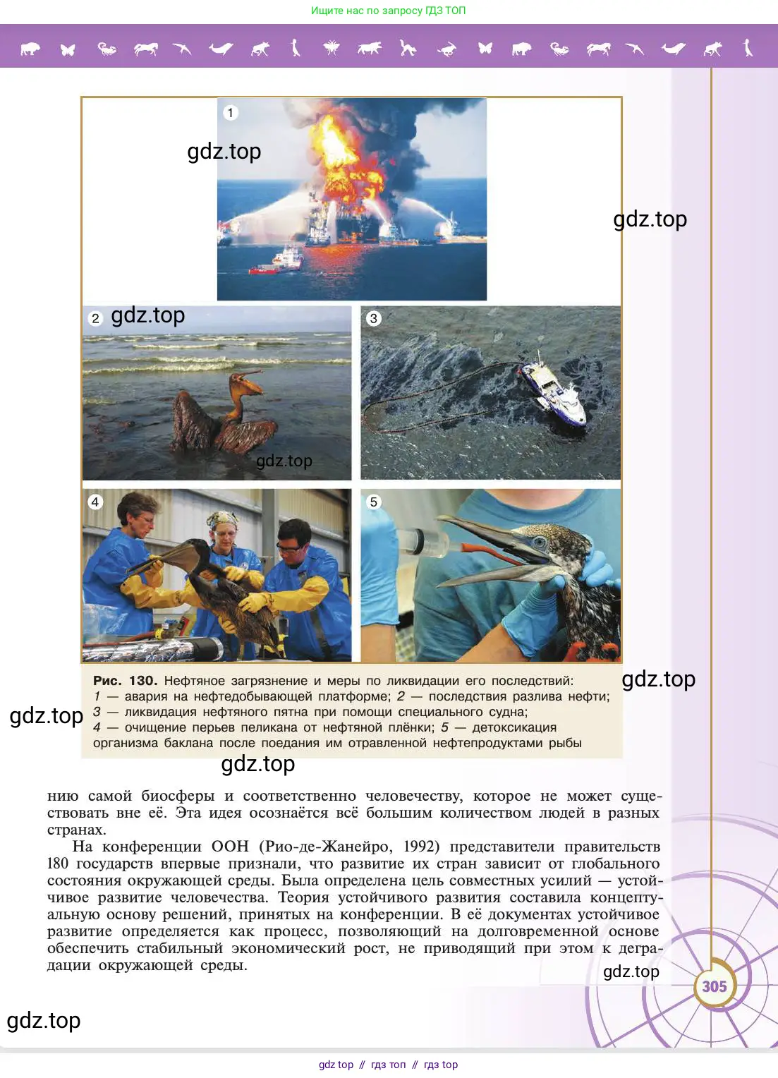 Биология, 11 класс Учебник, авторы: Пасечник Владимир Васильевич, Каменский Андрей Александрович, Рубцов Александр Михайлович, Швецов Глеб Геннадьевич, Абовян Леван Арташесович, Гапонюк Зоя Георгиевна, издательство Просвещение, Москва, 2019, страница 305