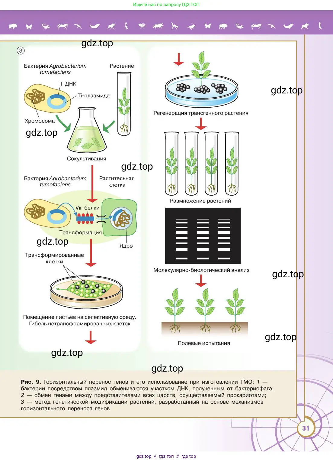 Биология, 11 класс Учебник, авторы: Пасечник Владимир Васильевич, Каменский Андрей Александрович, Рубцов Александр Михайлович, Швецов Глеб Геннадьевич, Абовян Леван Арташесович, Гапонюк Зоя Георгиевна, издательство Просвещение, Москва, 2019, страница 31