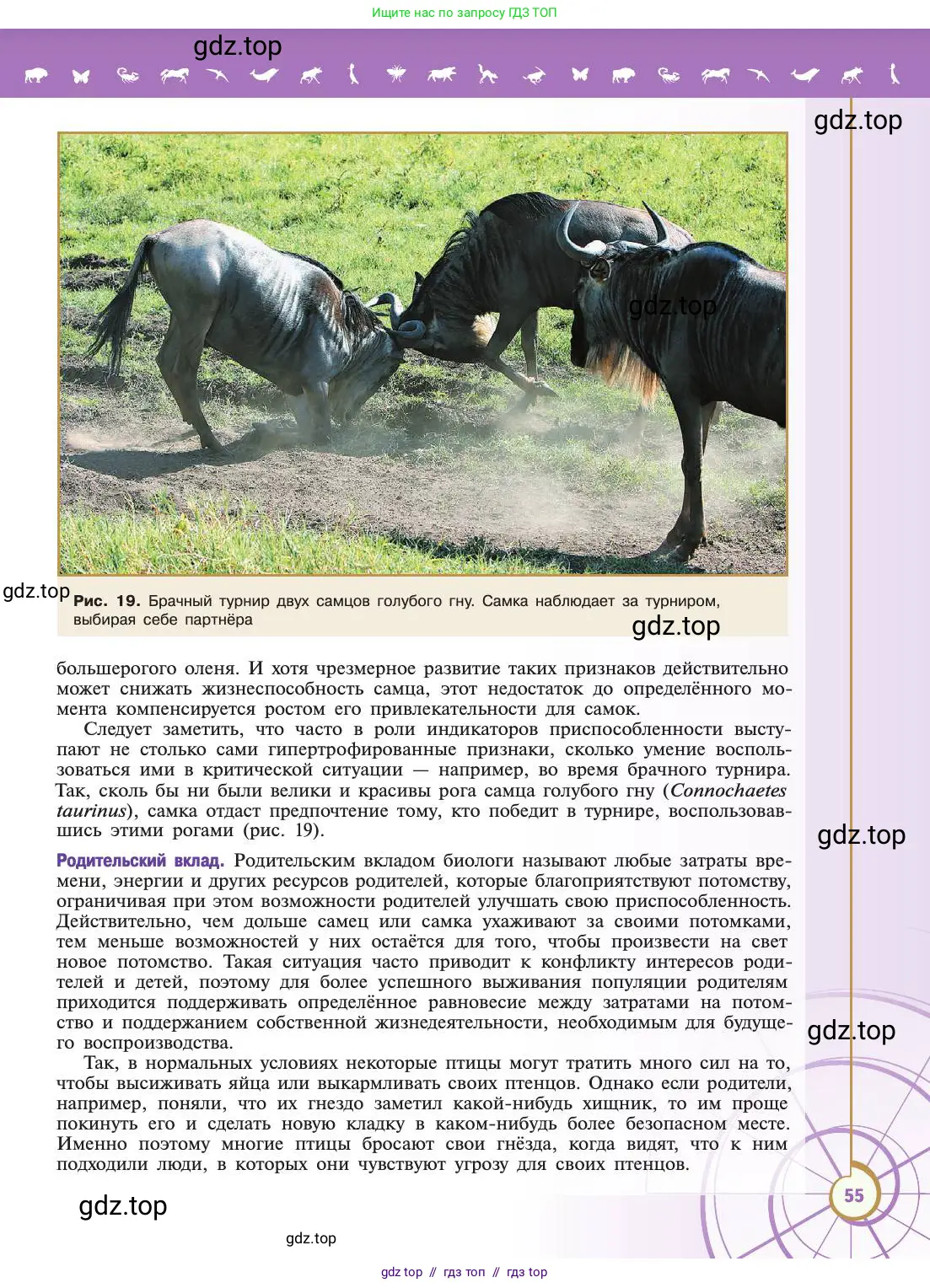 Биология, 11 класс Учебник, авторы: Пасечник Владимир Васильевич, Каменский Андрей Александрович, Рубцов Александр Михайлович, Швецов Глеб Геннадьевич, Абовян Леван Арташесович, Гапонюк Зоя Георгиевна, издательство Просвещение, Москва, 2019, страница 55