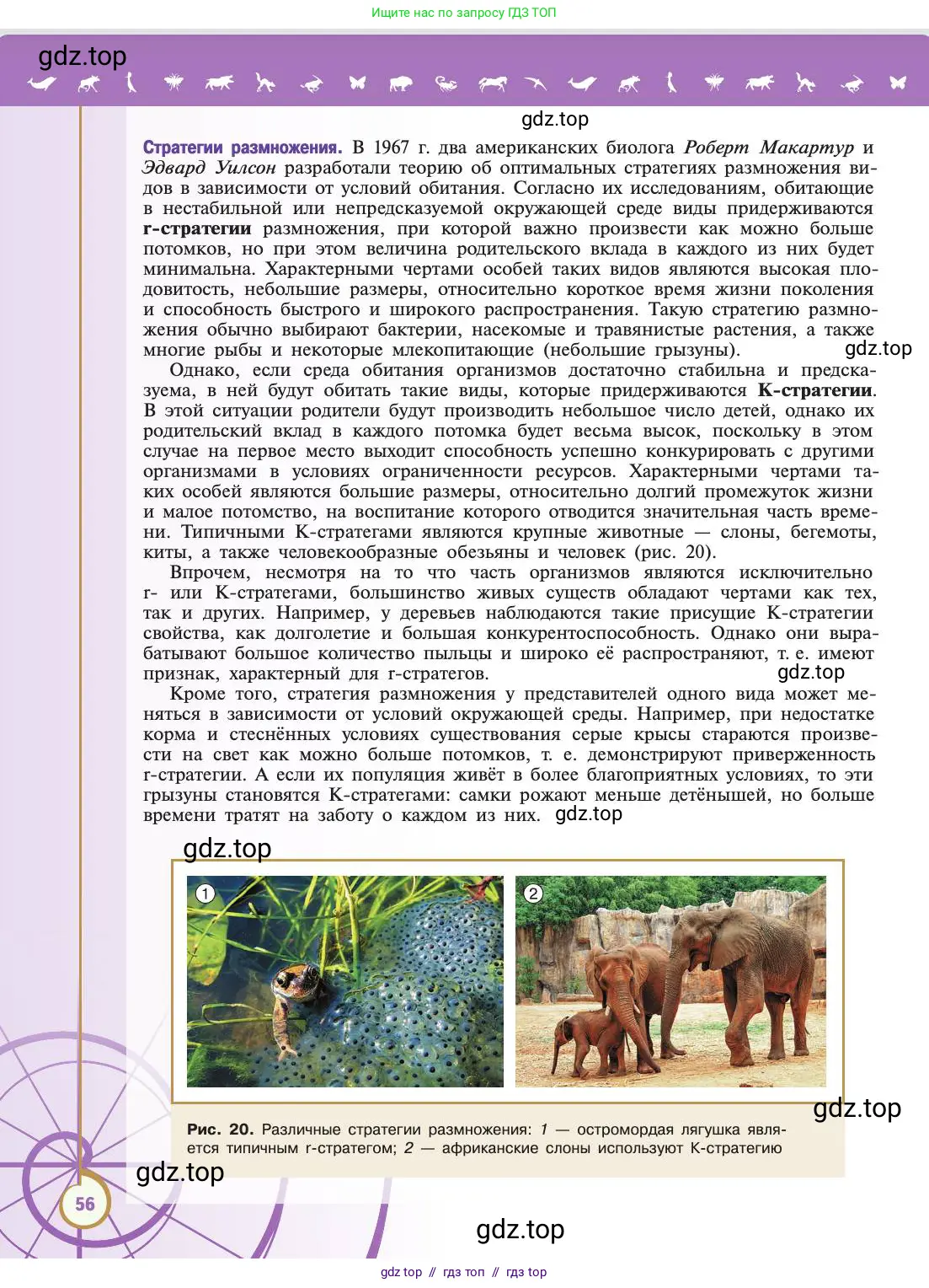 Биология, 11 класс Учебник, авторы: Пасечник Владимир Васильевич, Каменский Андрей Александрович, Рубцов Александр Михайлович, Швецов Глеб Геннадьевич, Абовян Леван Арташесович, Гапонюк Зоя Георгиевна, издательство Просвещение, Москва, 2019, страница 56
