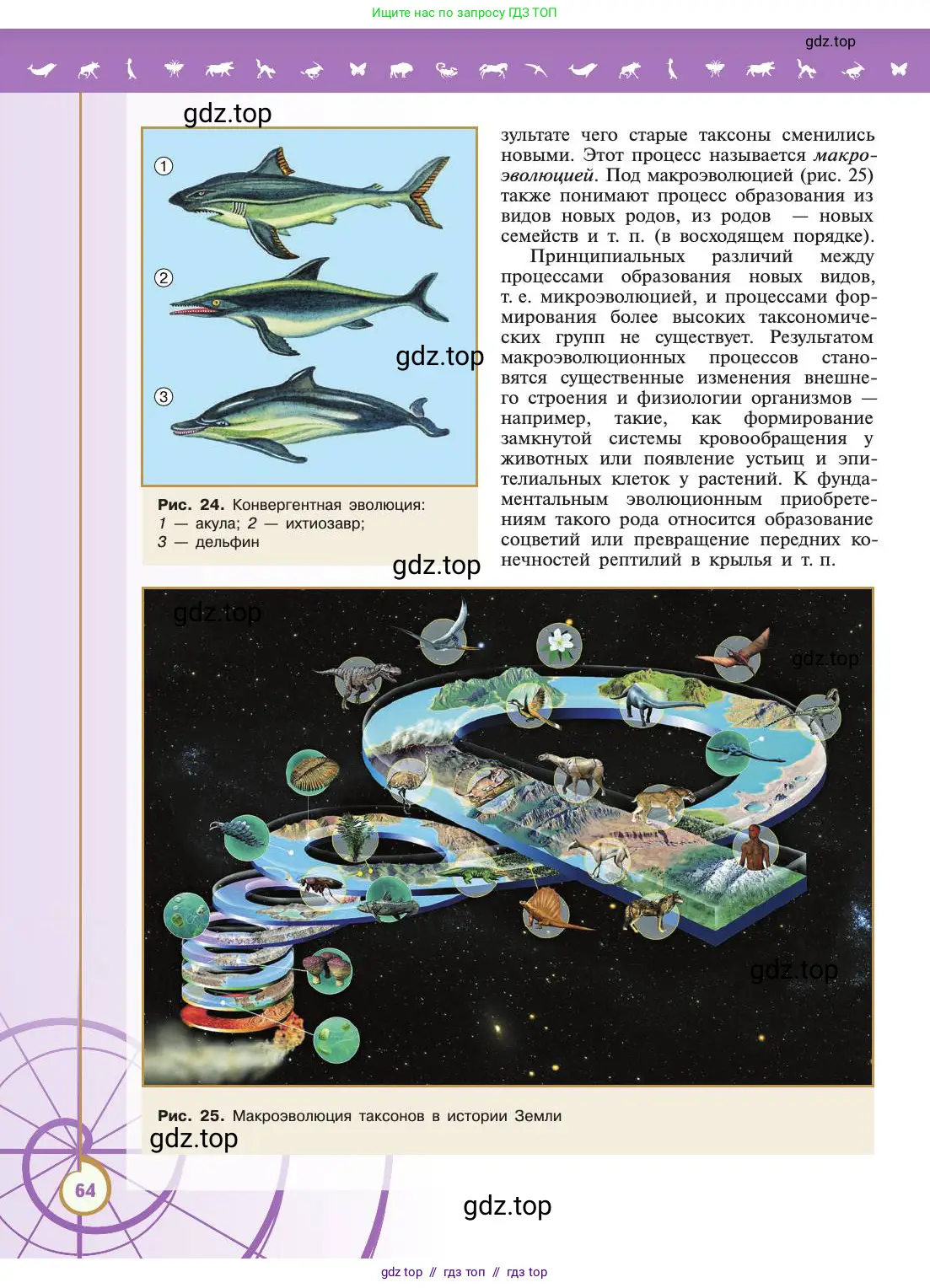 Биология, 11 класс Учебник, авторы: Пасечник Владимир Васильевич, Каменский Андрей Александрович, Рубцов Александр Михайлович, Швецов Глеб Геннадьевич, Абовян Леван Арташесович, Гапонюк Зоя Георгиевна, издательство Просвещение, Москва, 2019, страница 64