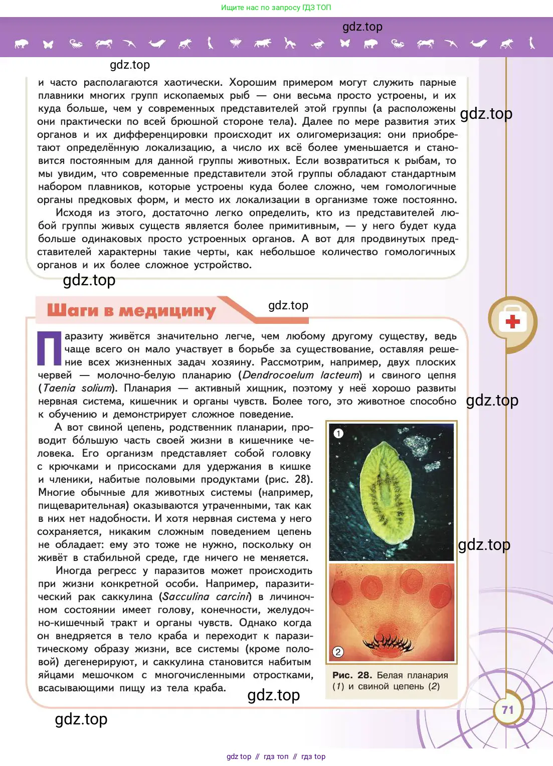 Биология, 11 класс Учебник, авторы: Пасечник Владимир Васильевич, Каменский Андрей Александрович, Рубцов Александр Михайлович, Швецов Глеб Геннадьевич, Абовян Леван Арташесович, Гапонюк Зоя Георгиевна, издательство Просвещение, Москва, 2019, страница 71
