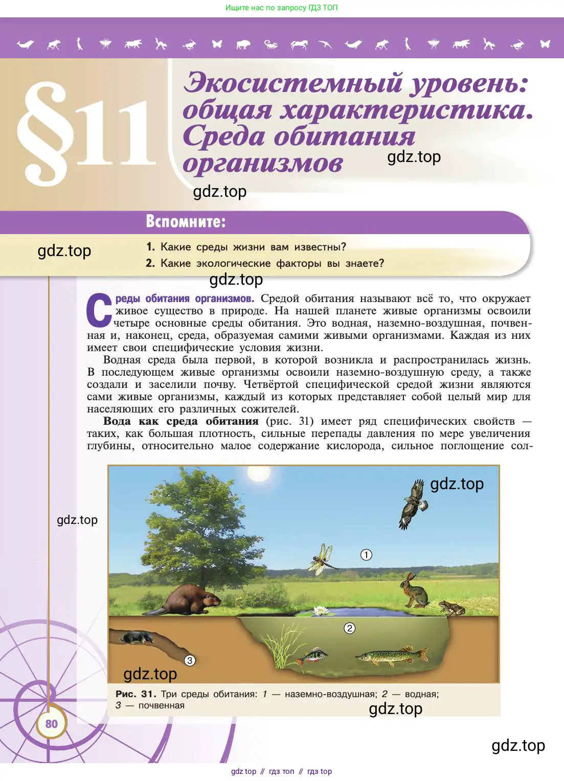 Биология, 11 класс Учебник, авторы: Пасечник Владимир Васильевич, Каменский Андрей Александрович, Рубцов Александр Михайлович, Швецов Глеб Геннадьевич, Абовян Леван Арташесович, Гапонюк Зоя Георгиевна, издательство Просвещение, Москва, 2019, страница 80