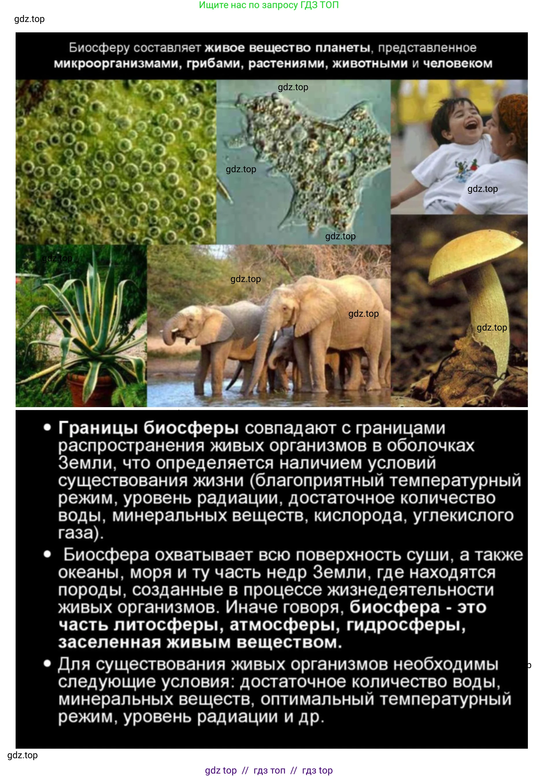 Биология, 11 класс Учебник, авторы: Пасечник Владимир Васильевич, Каменский Андрей Александрович, Рубцов Александр Михайлович, Швецов Глеб Геннадьевич, Абовян Леван Арташесович, Гапонюк Зоя Георгиевна, издательство Просвещение, Москва, 2019, страница 215, номер 4, Решение (продолжение 5)