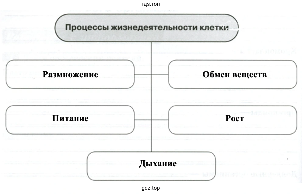 Процессы жизнедеятельности клетки - биология 5 класс Пасечник Рабочая тетрадь