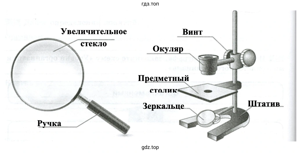 Объекты живой и неживой природы - биология 5 класс Пасечник Рабочая тетрадь