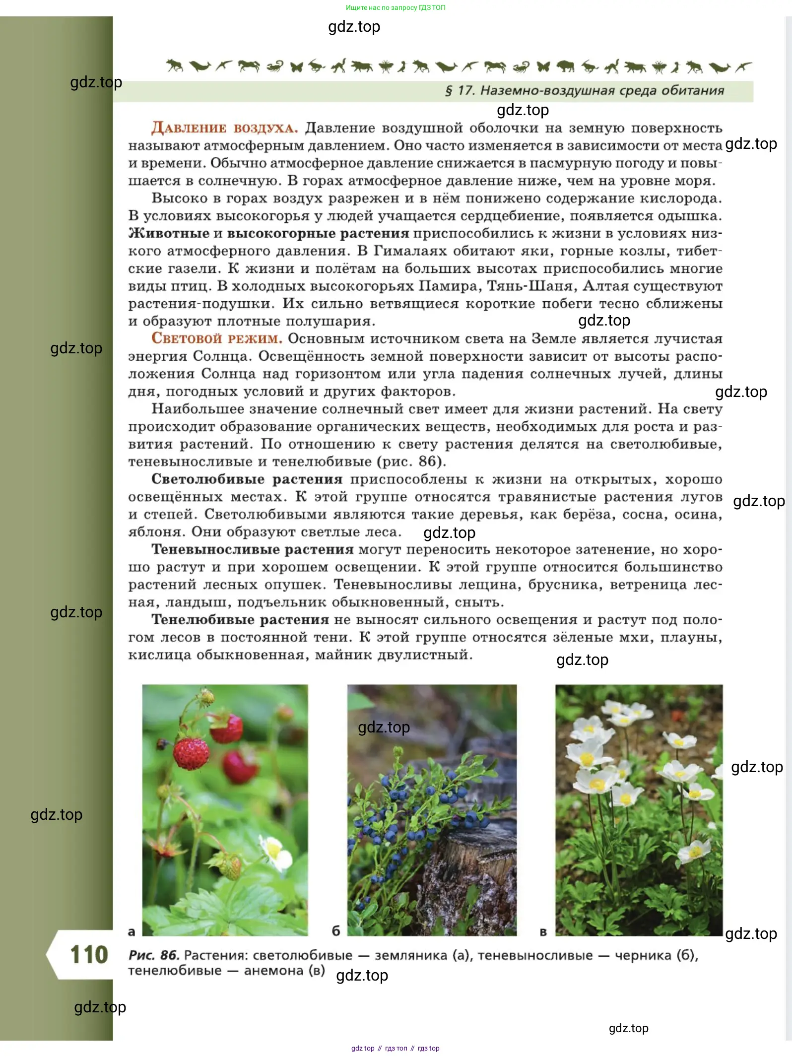 Биология, 5 класс Учебник, авторы: Пасечник Владимир Васильевич, Суматохин Сергей Витальевич, Гапонюк Зоя Георгиевна, Швецов Глеб Геннадьевич, издательство Просвещение, Москва, 2023, белого цвета, страница 110