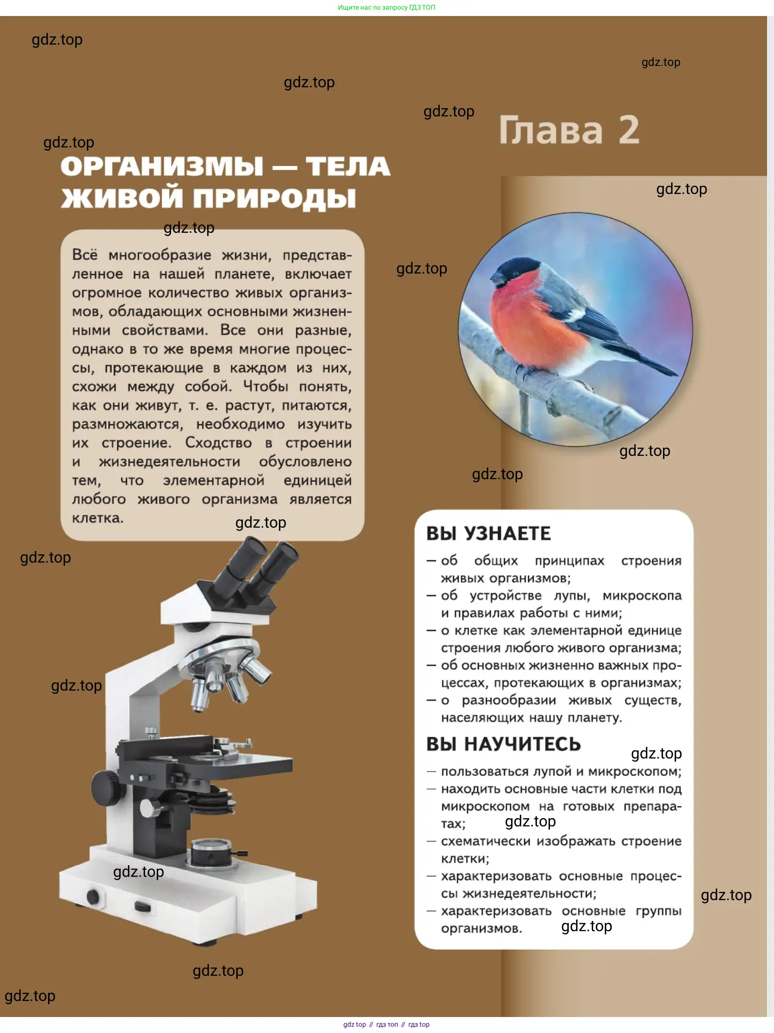Биология, 5 класс Учебник, авторы: Пасечник Владимир Васильевич, Суматохин Сергей Витальевич, Гапонюк Зоя Георгиевна, Швецов Глеб Геннадьевич, издательство Просвещение, Москва, 2023, белого цвета, страница 53
