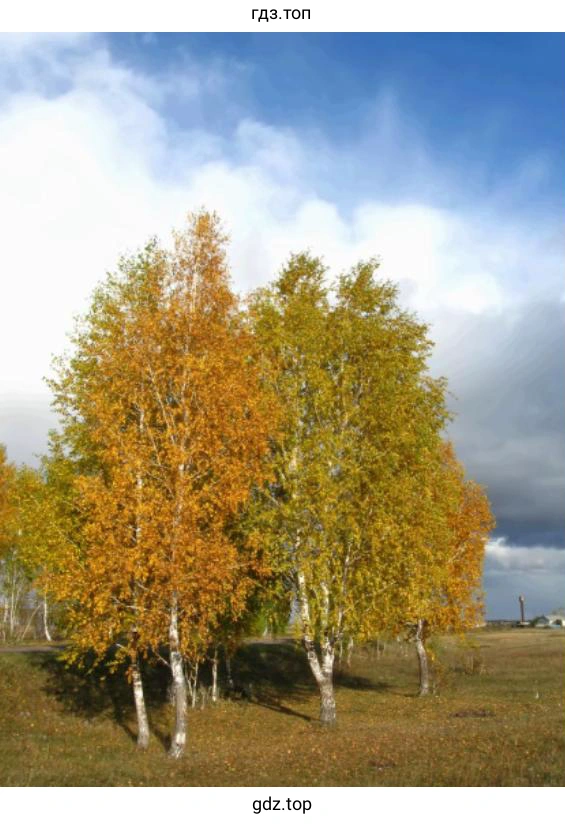 Картинка деревьев осенью
