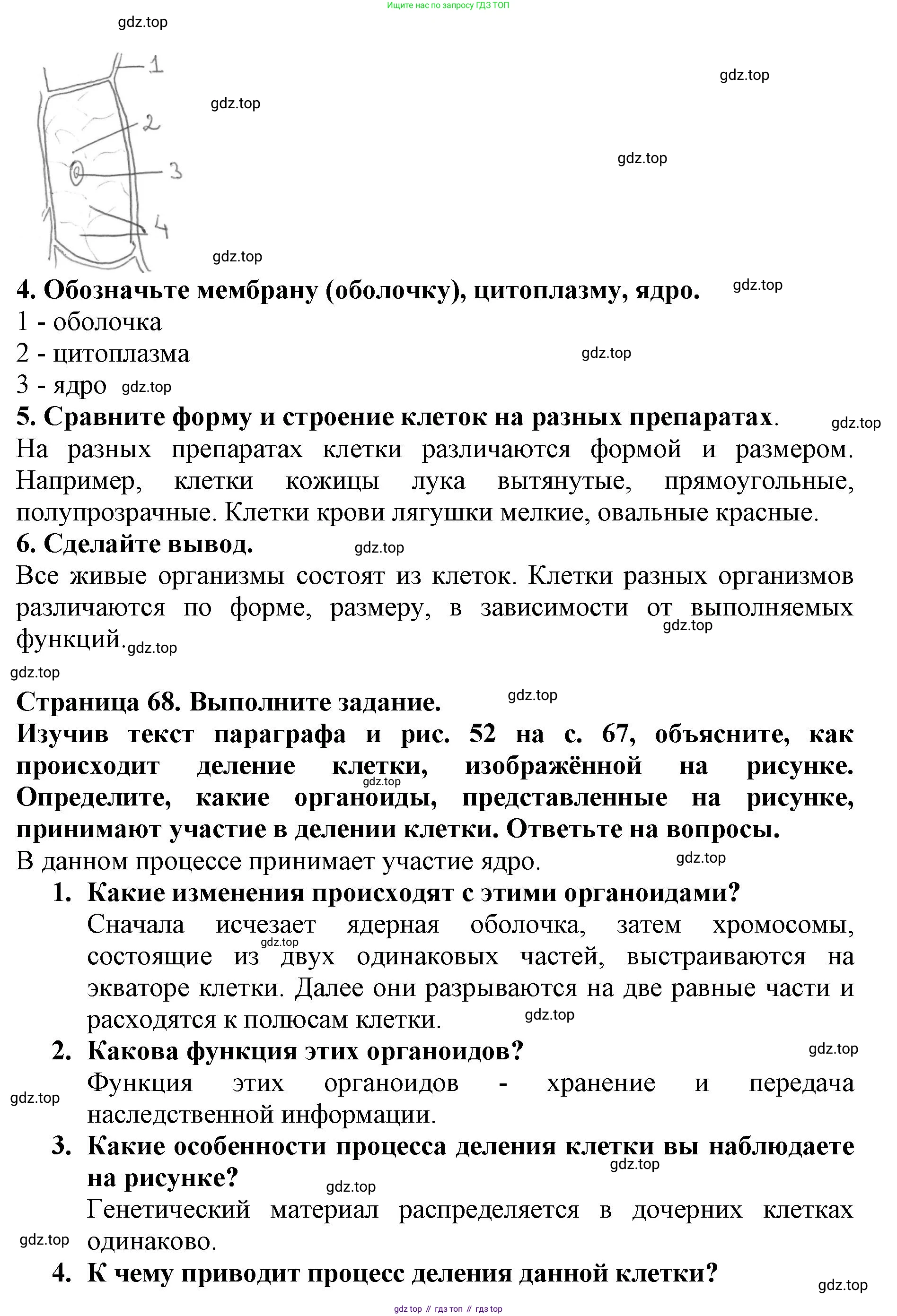 Биология, 5 класс Учебник, авторы: Пасечник Владимир Васильевич, Суматохин Сергей Витальевич, Гапонюк Зоя Георгиевна, Швецов Глеб Геннадьевич, издательство Просвещение, Москва, 2023, белого цвета, страница 68, Решение (продолжение 2)