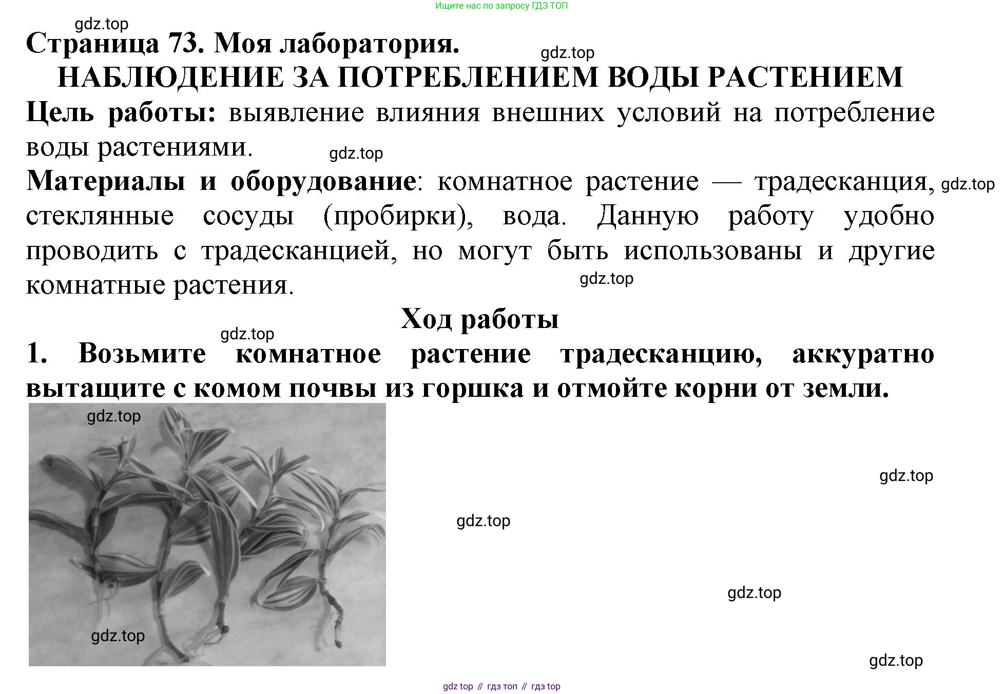Биология, 5 класс Учебник, авторы: Пасечник Владимир Васильевич, Суматохин Сергей Витальевич, Гапонюк Зоя Георгиевна, Швецов Глеб Геннадьевич, издательство Просвещение, Москва, 2023, белого цвета, страница 73, Решение