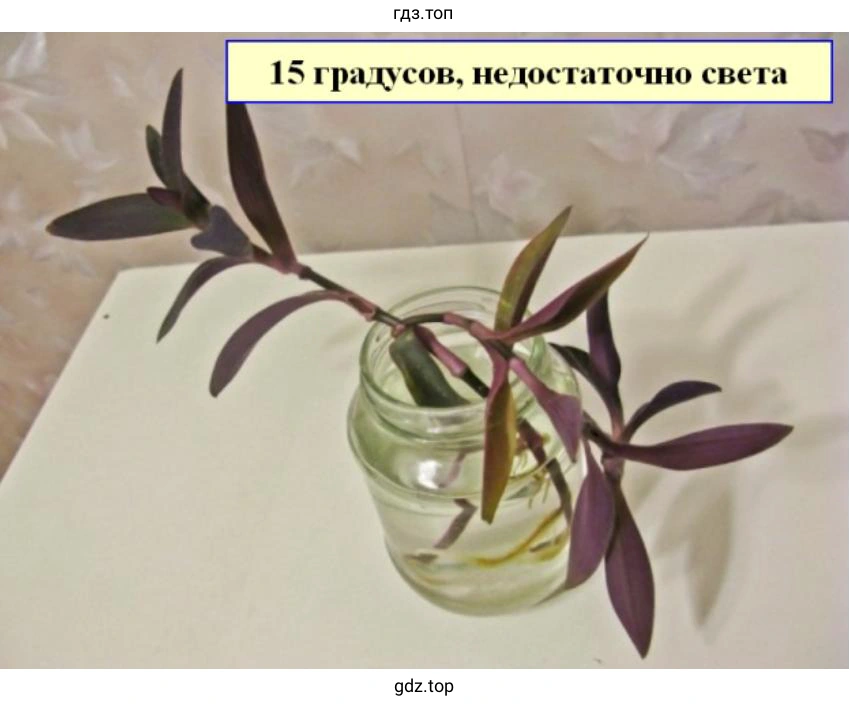 стеклянные сосуды с водой и побегами со слабым освещением