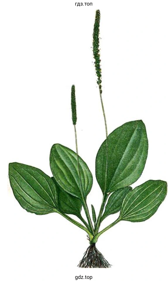 Подорожник