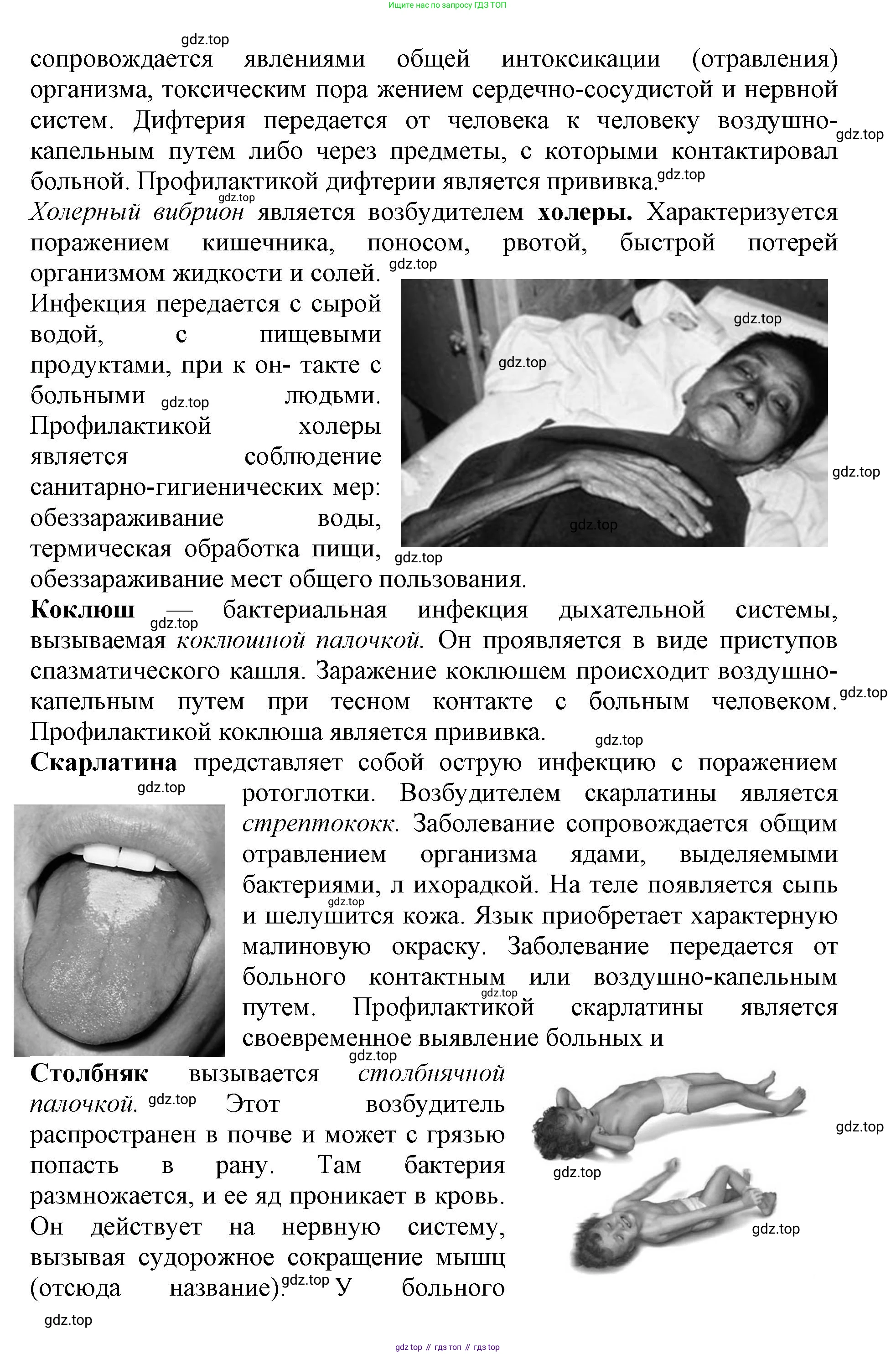 Биология, 5 класс Учебник, авторы: Пасечник Владимир Васильевич, Суматохин Сергей Витальевич, Гапонюк Зоя Георгиевна, Швецов Глеб Геннадьевич, издательство Просвещение, Москва, 2023, белого цвета, страница 95, Решение (продолжение 2)