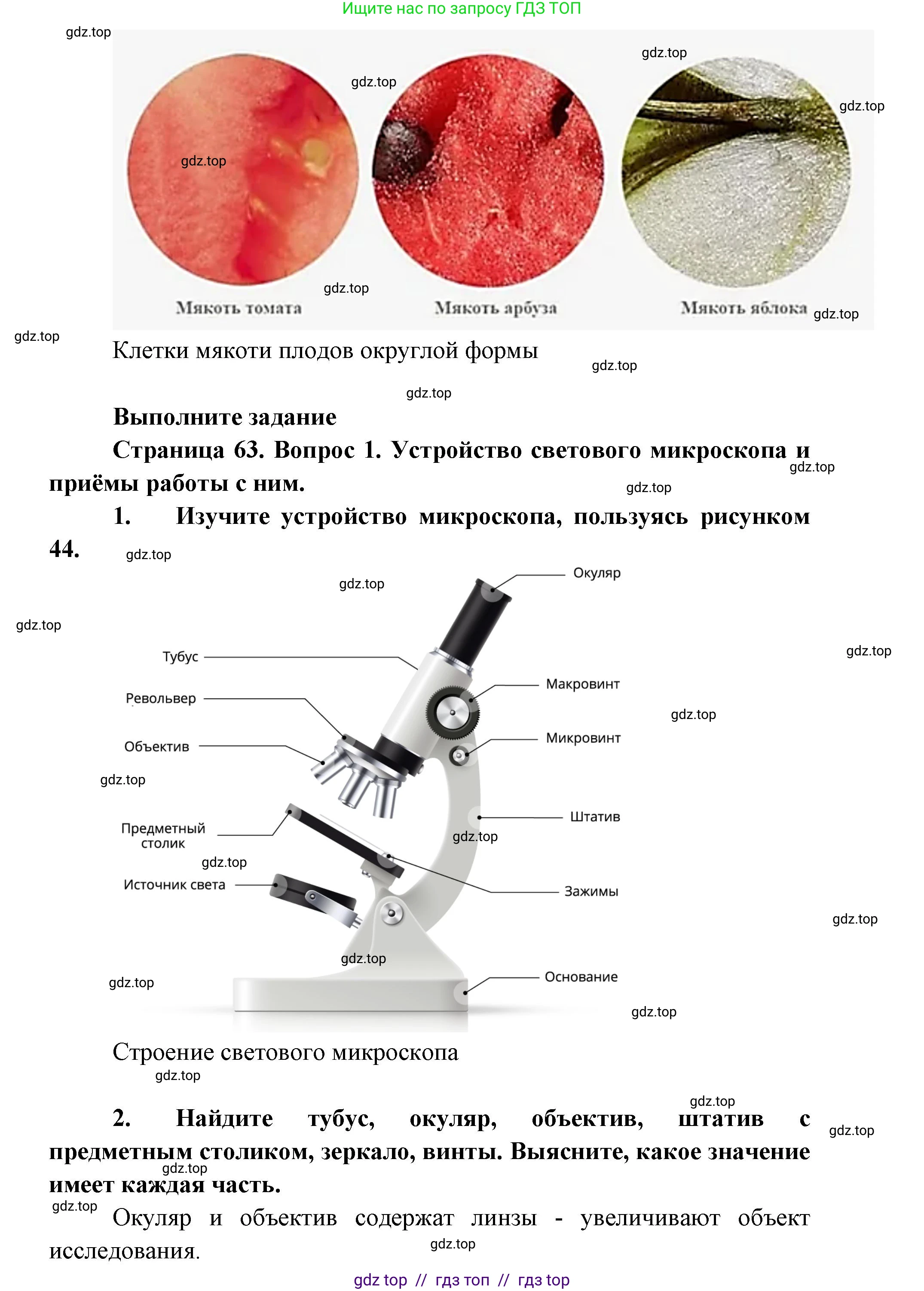 Биология, 5 класс Учебник, авторы: Пасечник Владимир Васильевич, Суматохин Сергей Витальевич, Гапонюк Зоя Георгиевна, Швецов Глеб Геннадьевич, издательство Просвещение, Москва, 2023, белого цвета, страница 62, Решение 2 (продолжение 2)