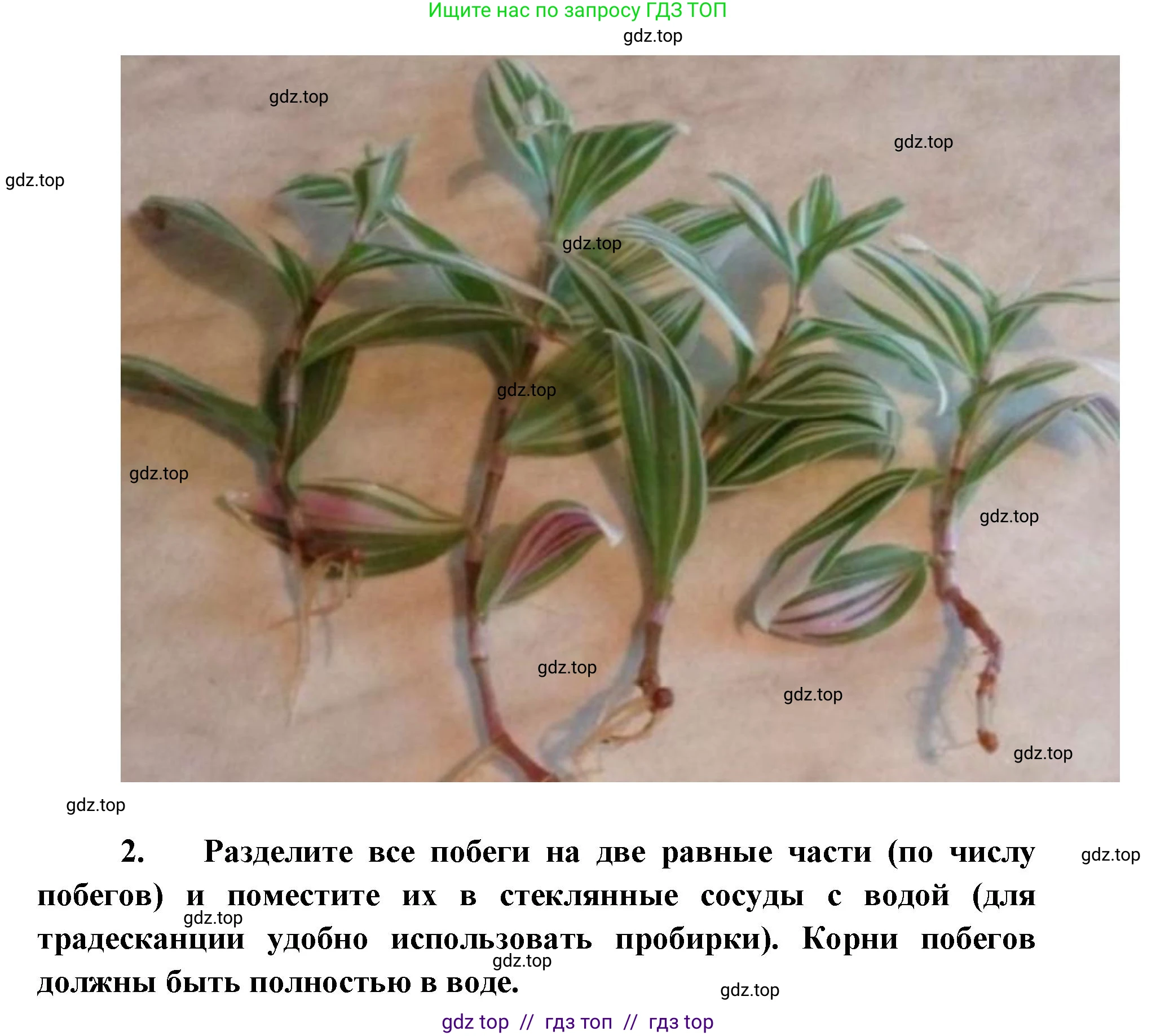 Биология, 5 класс Учебник, авторы: Пасечник Владимир Васильевич, Суматохин Сергей Витальевич, Гапонюк Зоя Георгиевна, Швецов Глеб Геннадьевич, издательство Просвещение, Москва, 2023, белого цвета, страница 73, Решение 2 (продолжение 2)