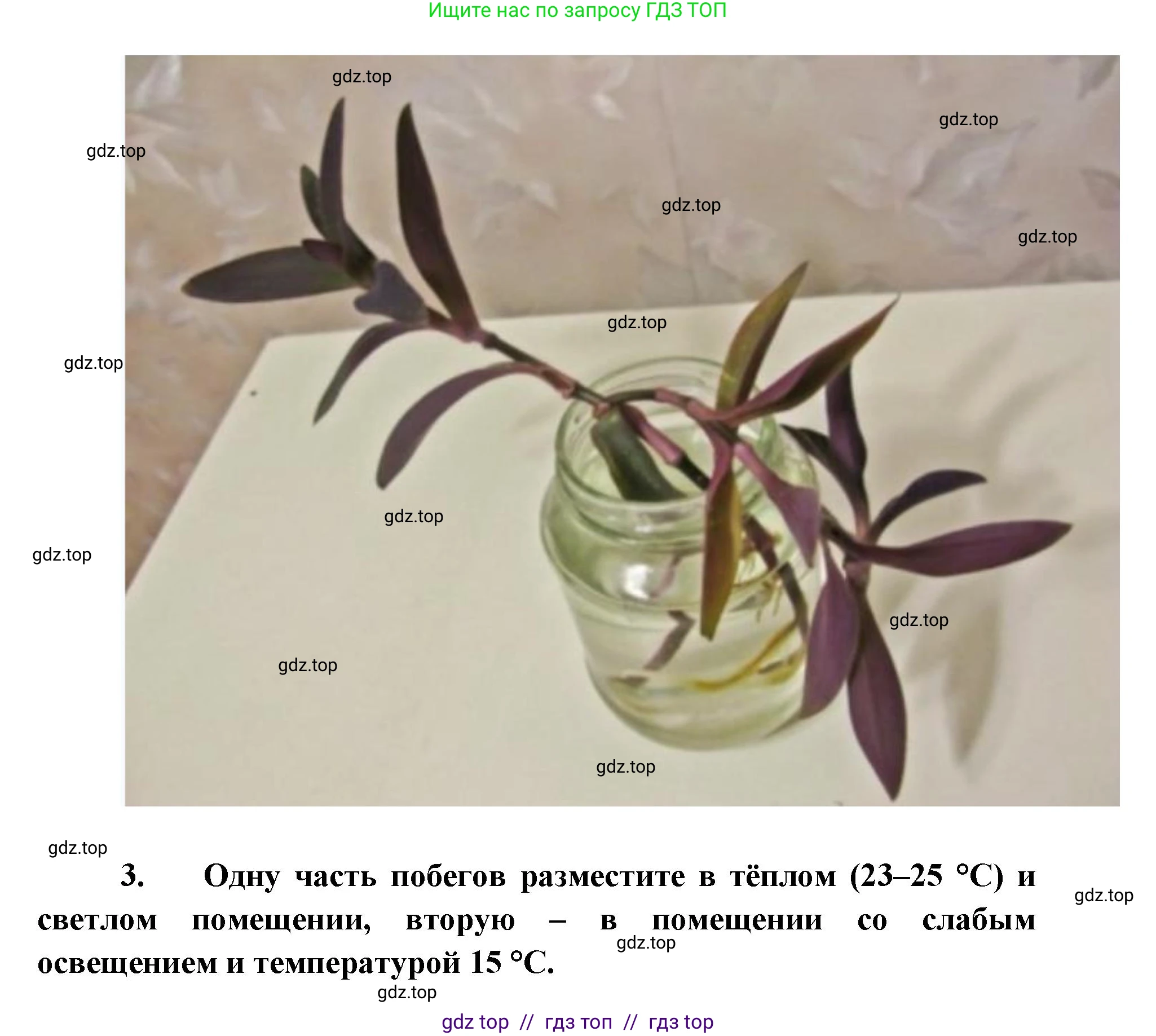 Биология, 5 класс Учебник, авторы: Пасечник Владимир Васильевич, Суматохин Сергей Витальевич, Гапонюк Зоя Георгиевна, Швецов Глеб Геннадьевич, издательство Просвещение, Москва, 2023, белого цвета, страница 73, Решение 2 (продолжение 3)