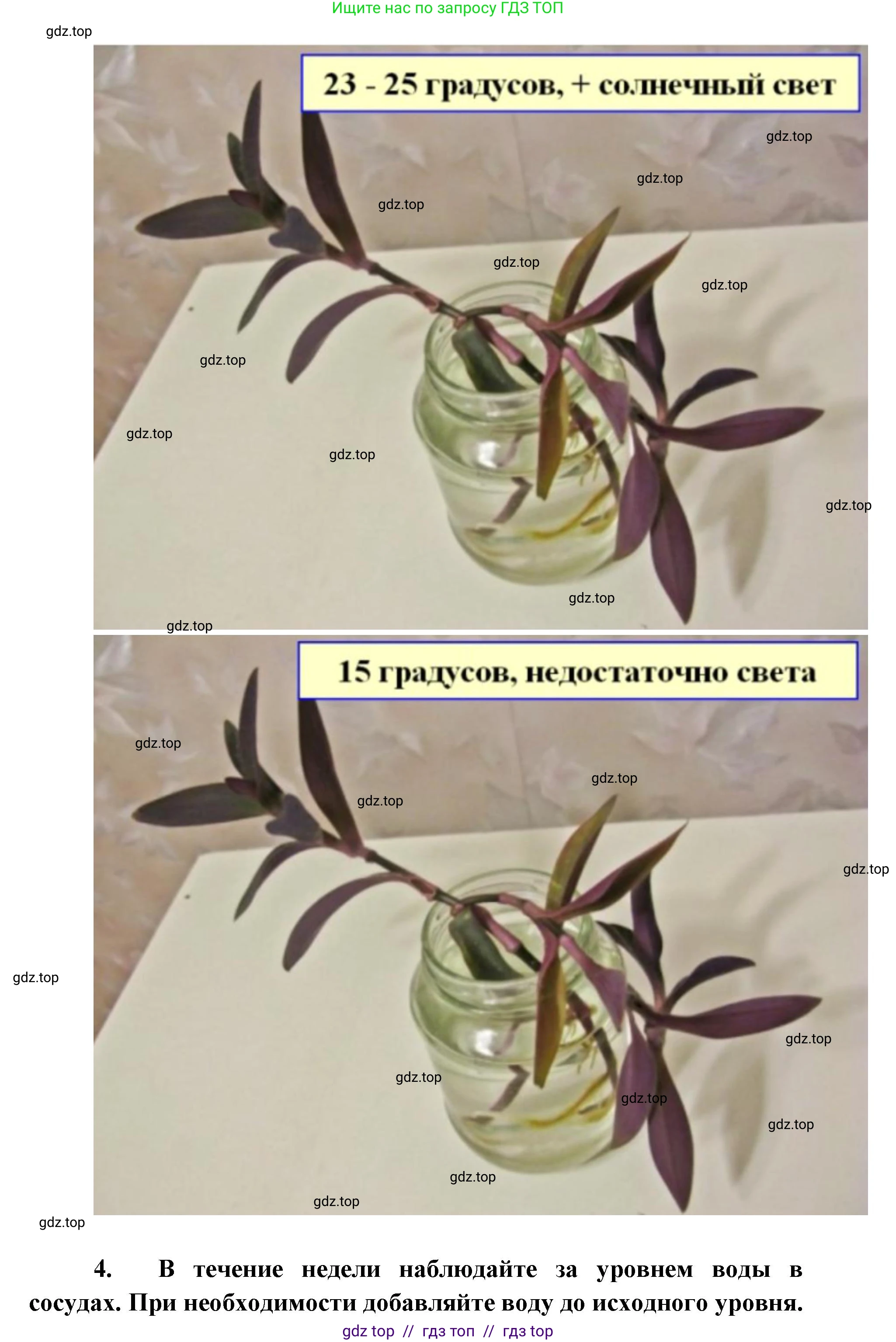 Биология, 5 класс Учебник, авторы: Пасечник Владимир Васильевич, Суматохин Сергей Витальевич, Гапонюк Зоя Георгиевна, Швецов Глеб Геннадьевич, издательство Просвещение, Москва, 2023, белого цвета, страница 73, Решение 2 (продолжение 4)