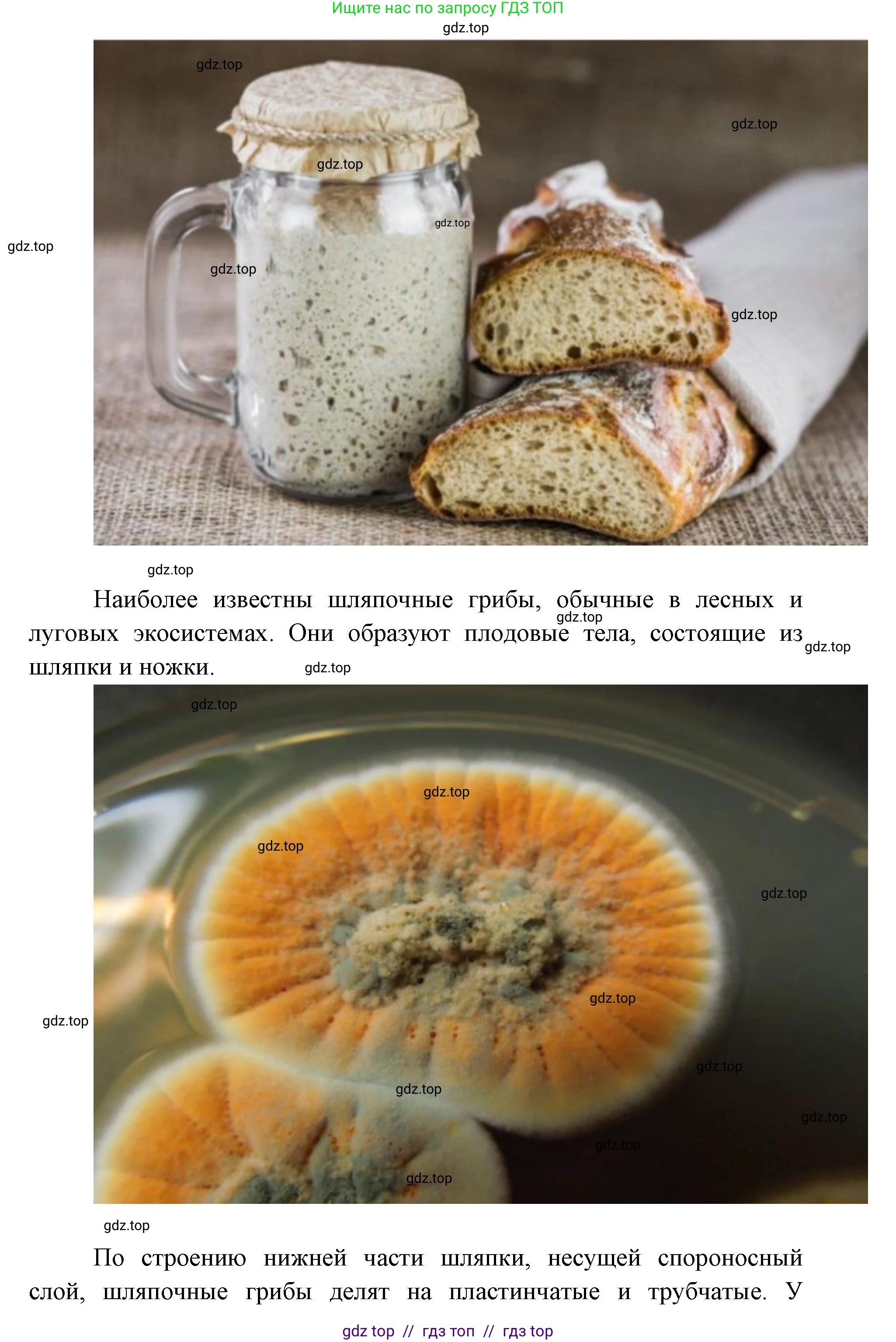 Биология, 5 класс Учебник, авторы: Пасечник Владимир Васильевич, Суматохин Сергей Витальевич, Гапонюк Зоя Георгиевна, Швецов Глеб Геннадьевич, издательство Просвещение, Москва, 2023, белого цвета, страница 91, Решение 2 (продолжение 3)