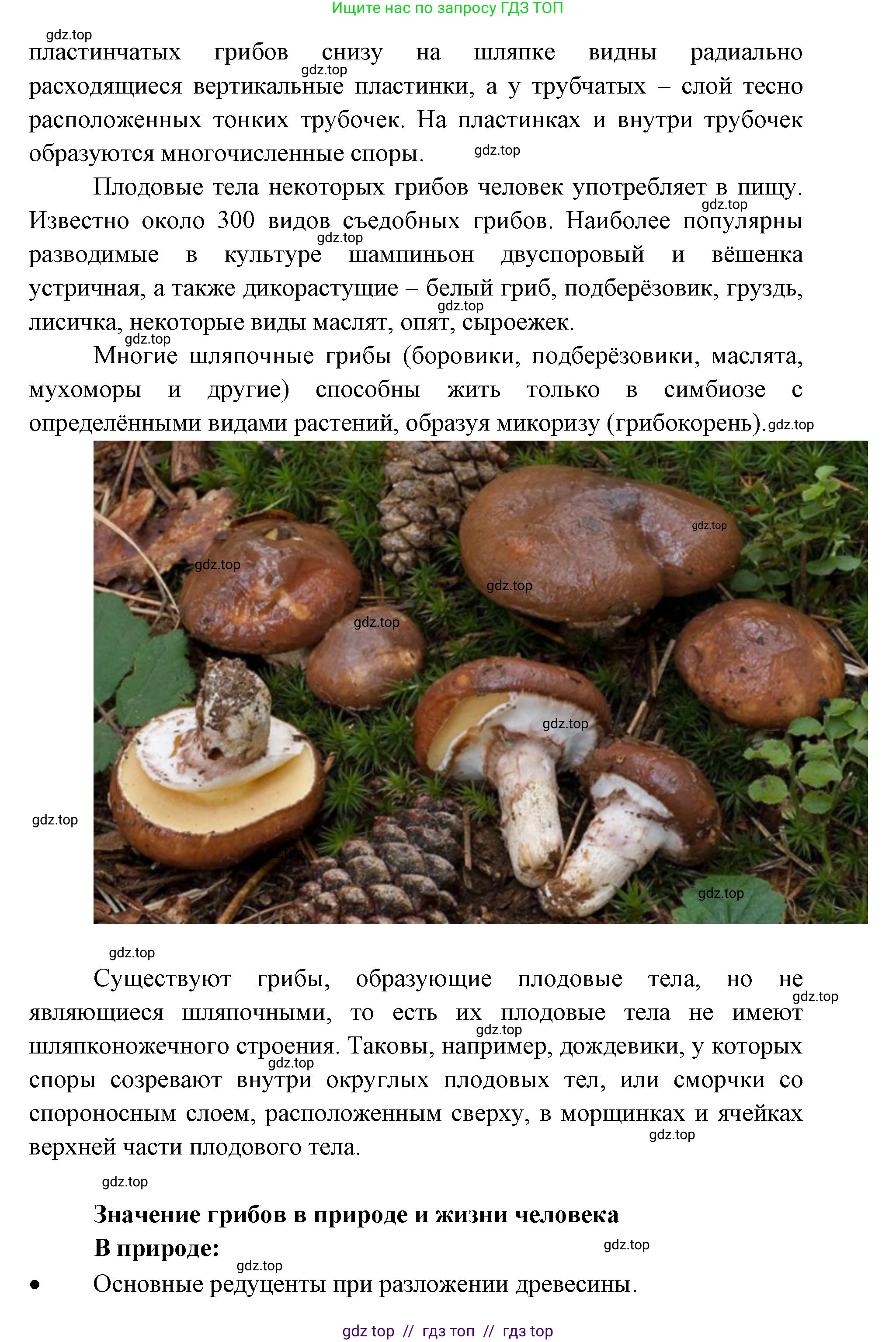 Биология, 5 класс Учебник, авторы: Пасечник Владимир Васильевич, Суматохин Сергей Витальевич, Гапонюк Зоя Георгиевна, Швецов Глеб Геннадьевич, издательство Просвещение, Москва, 2023, белого цвета, страница 91, Решение 2 (продолжение 4)
