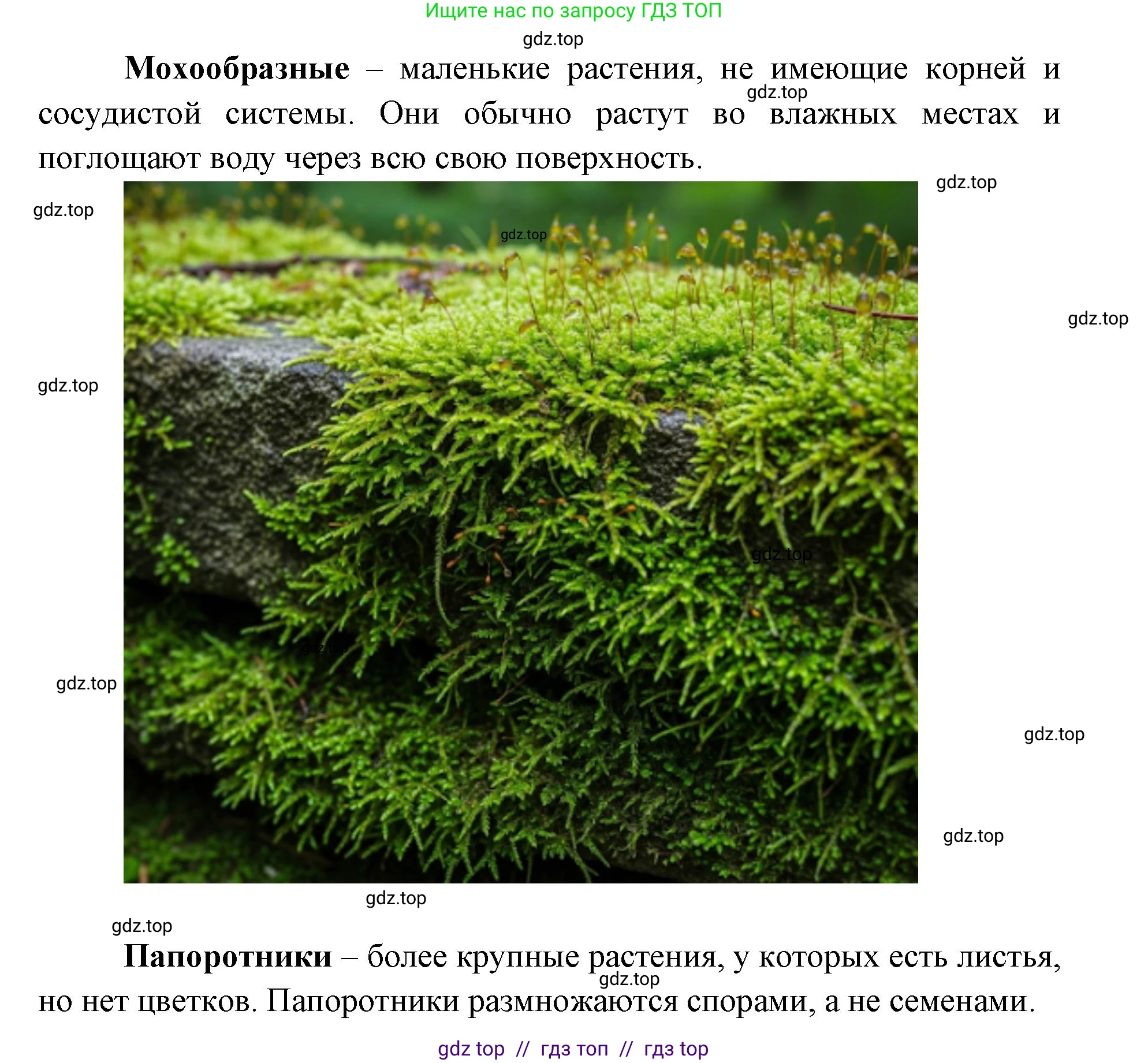 Биология, 5 класс Учебник, авторы: Пасечник Владимир Васильевич, Суматохин Сергей Витальевич, Гапонюк Зоя Георгиевна, Швецов Глеб Геннадьевич, издательство Просвещение, Москва, 2023, белого цвета, страница 91, Решение 2 (продолжение 6)