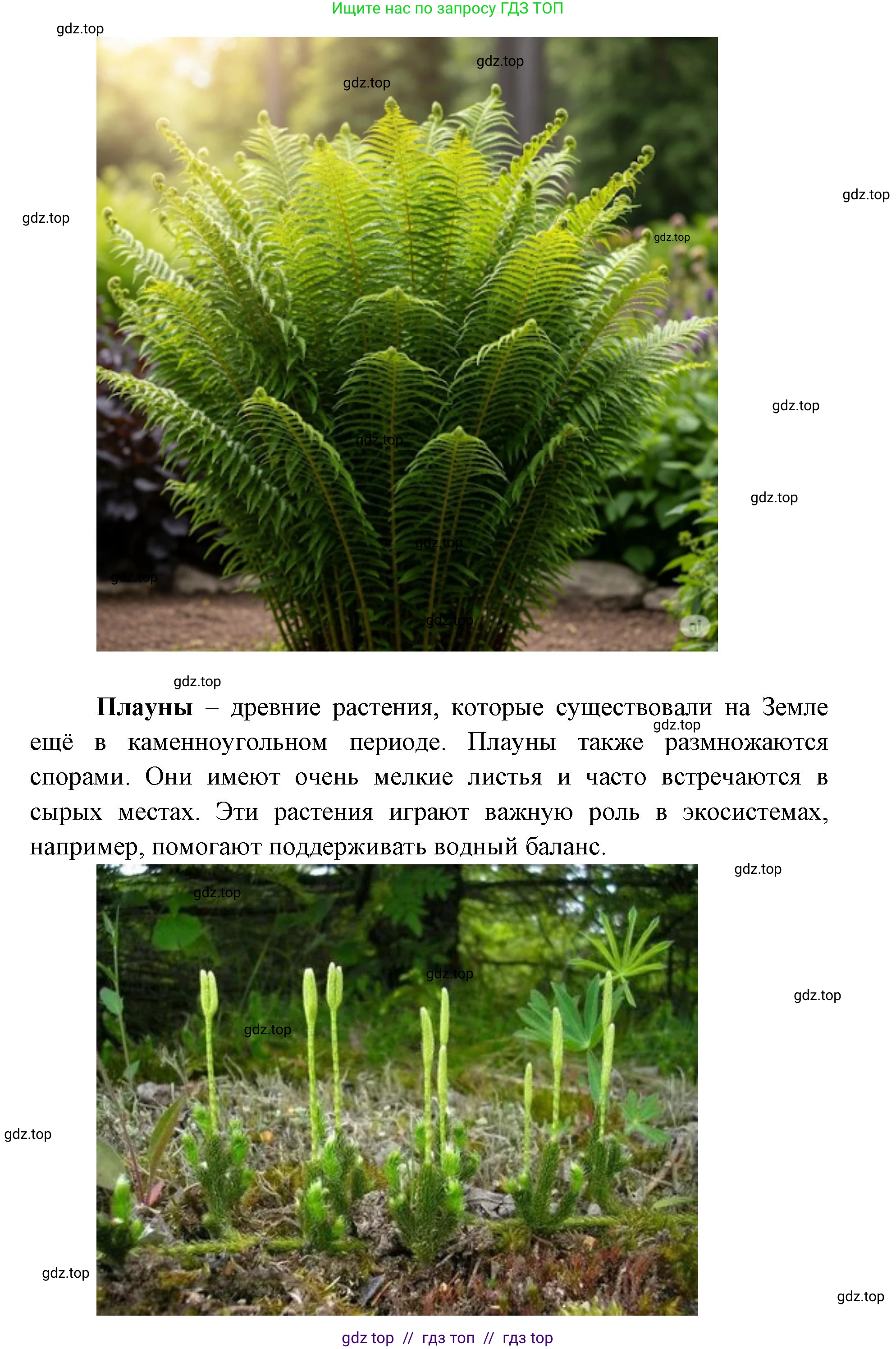 Биология, 5 класс Учебник, авторы: Пасечник Владимир Васильевич, Суматохин Сергей Витальевич, Гапонюк Зоя Георгиевна, Швецов Глеб Геннадьевич, издательство Просвещение, Москва, 2023, белого цвета, страница 91, Решение 2 (продолжение 7)