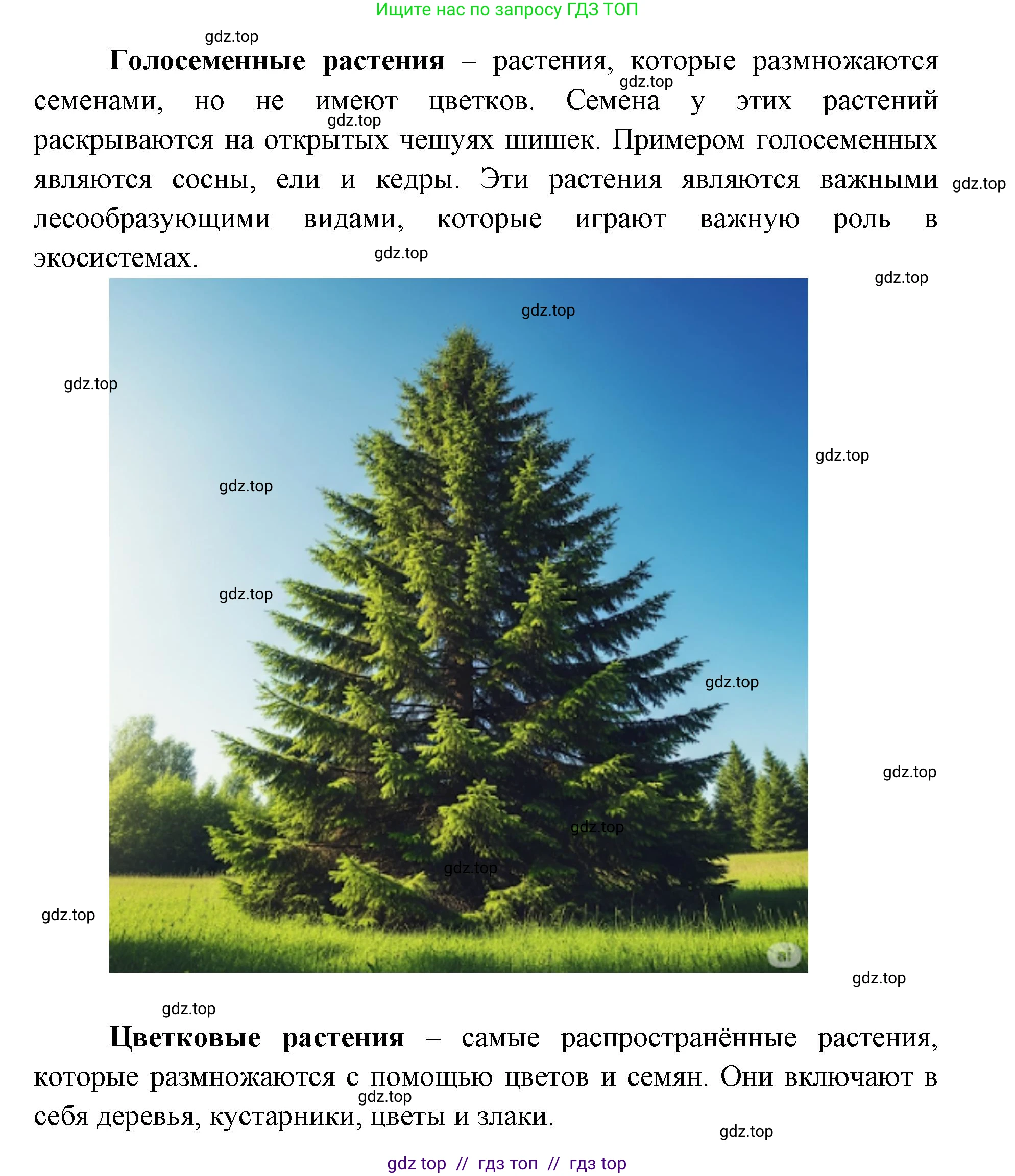 Биология, 5 класс Учебник, авторы: Пасечник Владимир Васильевич, Суматохин Сергей Витальевич, Гапонюк Зоя Георгиевна, Швецов Глеб Геннадьевич, издательство Просвещение, Москва, 2023, белого цвета, страница 91, Решение 2 (продолжение 8)