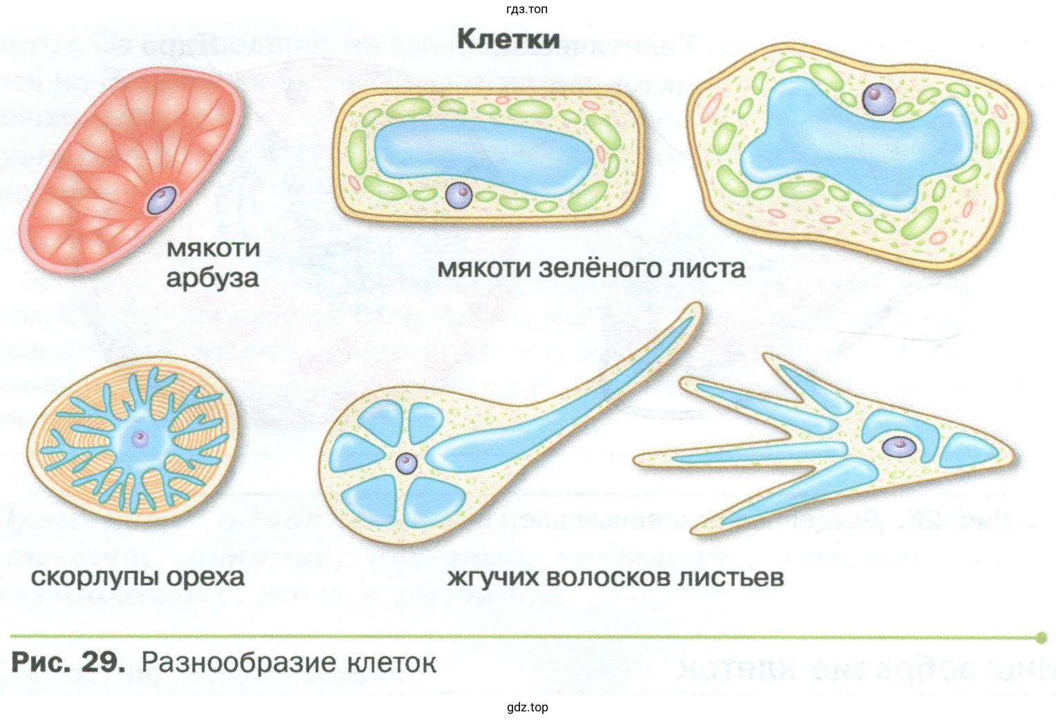 Пользуясь рисунком 29, расскажите о клетках растений, выполняющих разные функции