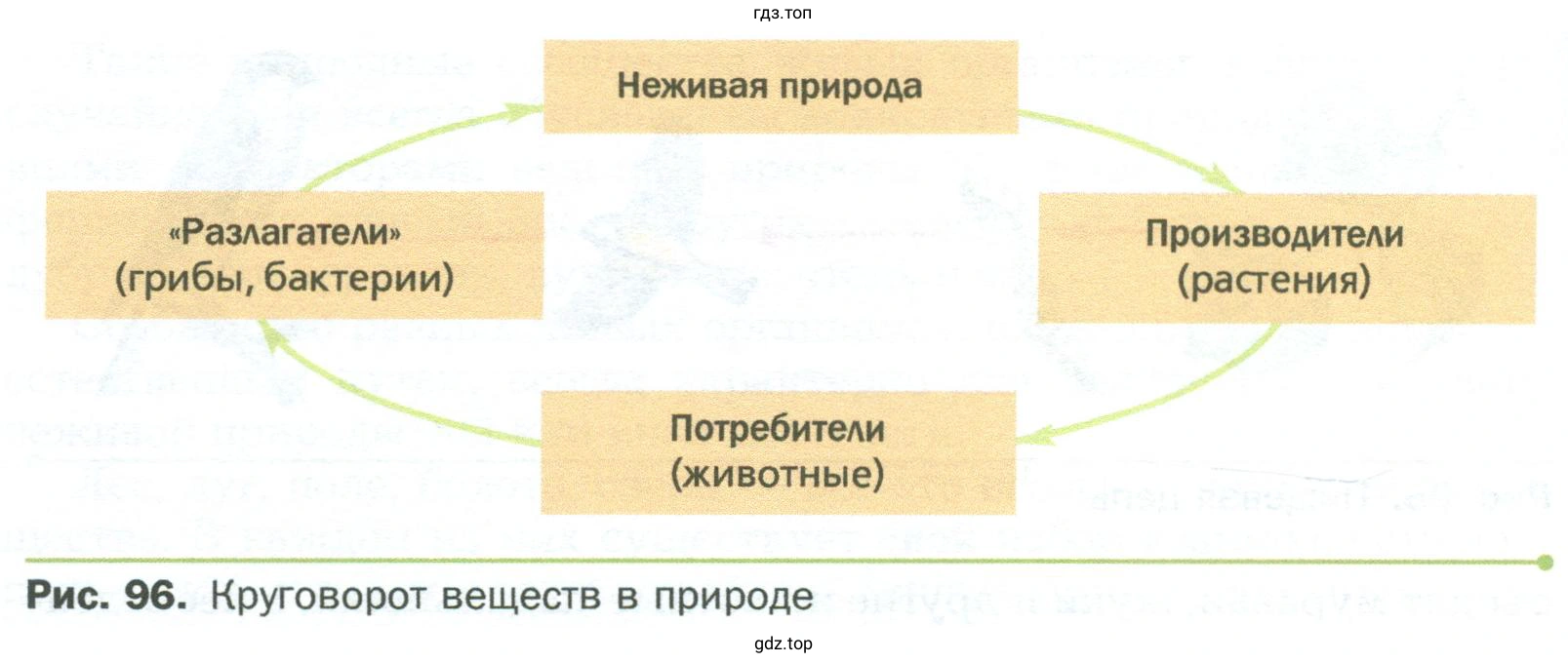 Рассмотрите внимательно круговорот веществ на рисунке 96