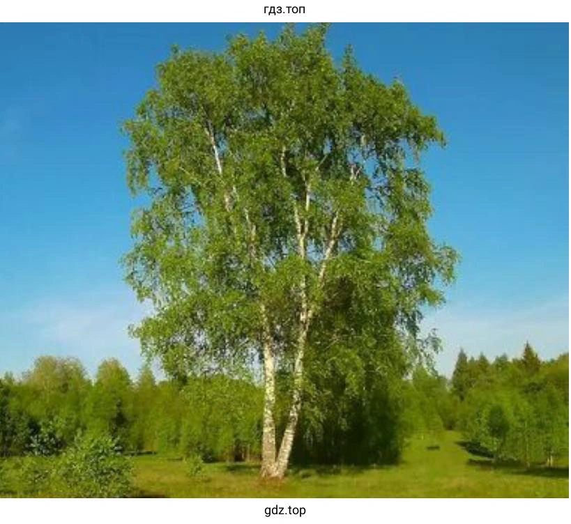 Создайте альбом фотографий или рисунков растений и животных