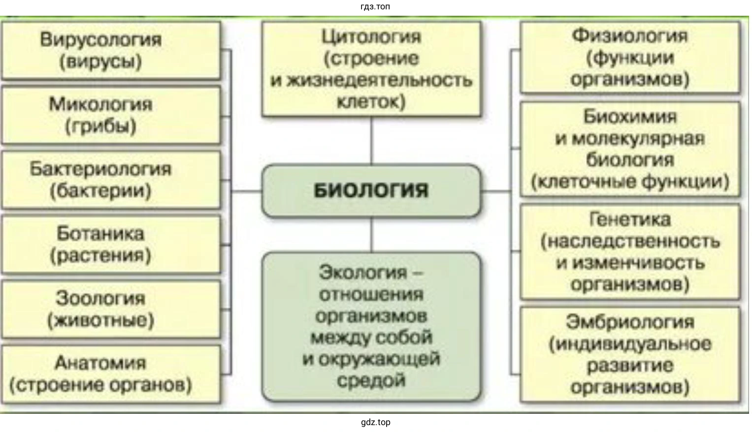 Нарисуйте схему, показывающую взаимосвязь между разными науками, входящими в биологию