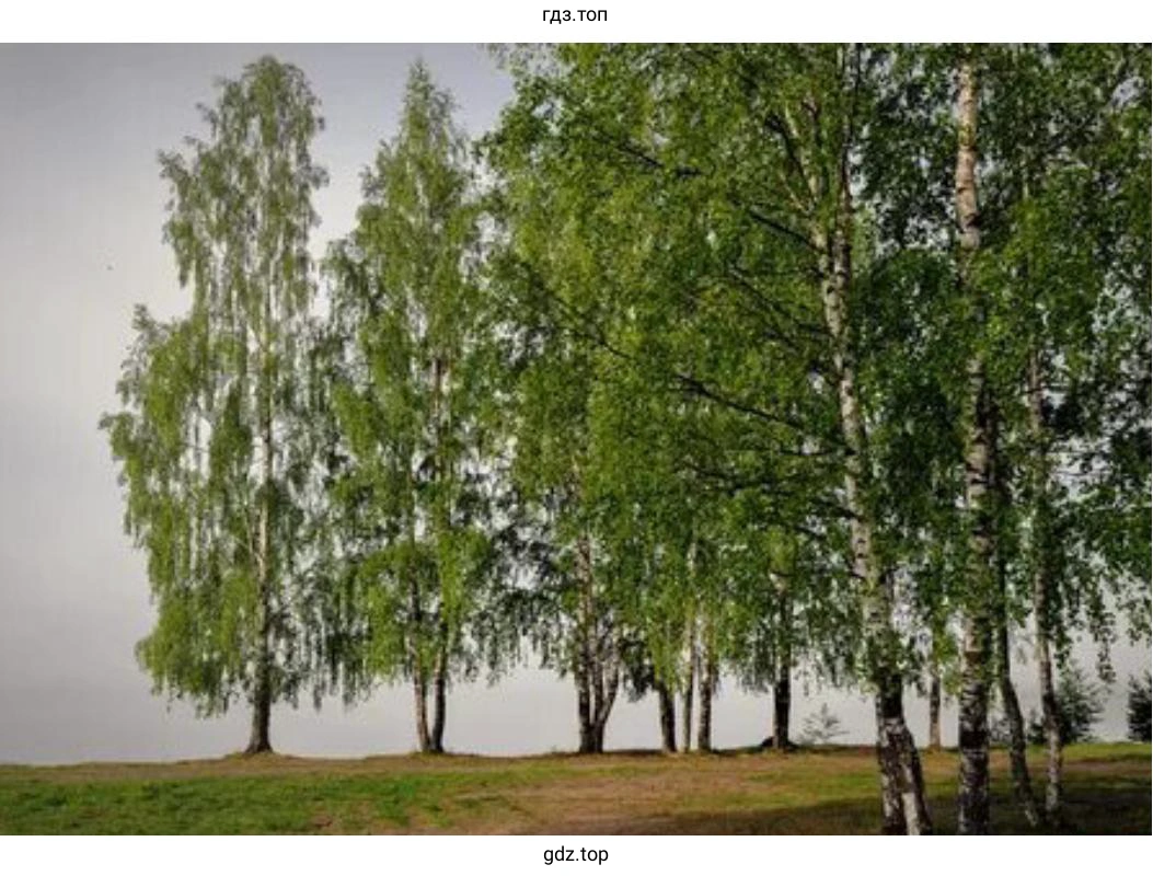 Создать коллекцию фотографий древесных растений в вашей местности