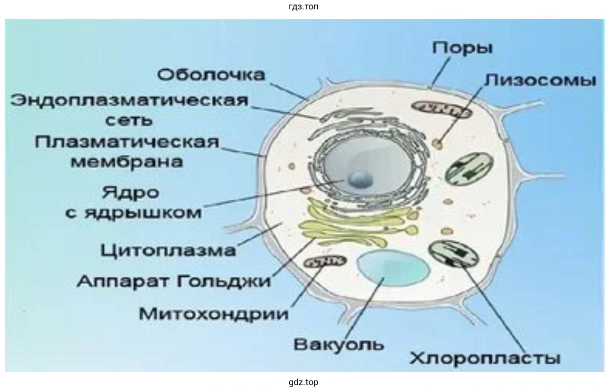 Создать модель внутреннего строения клетки.