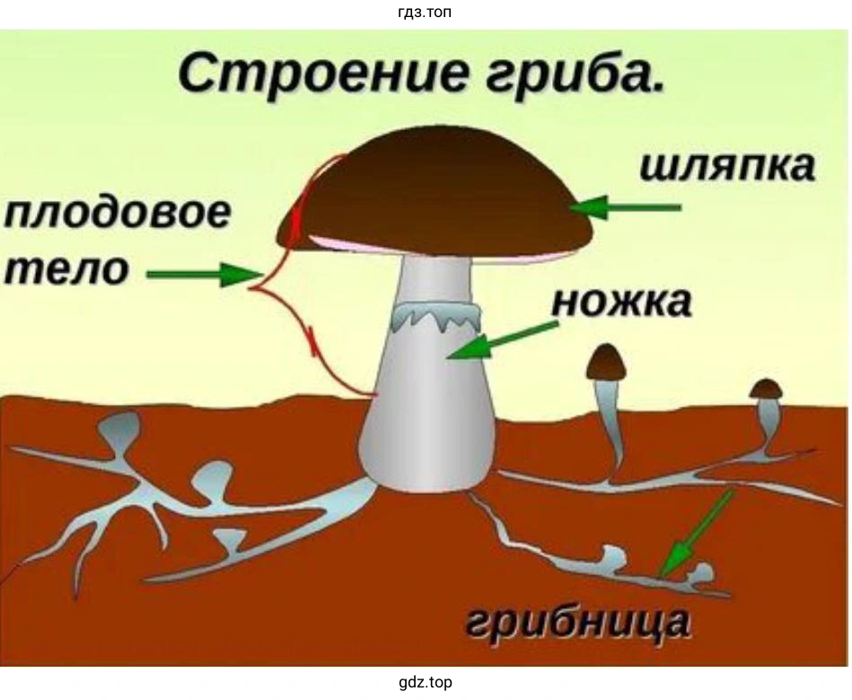 макет грибницы с плодовым телом шляпочного гриба
