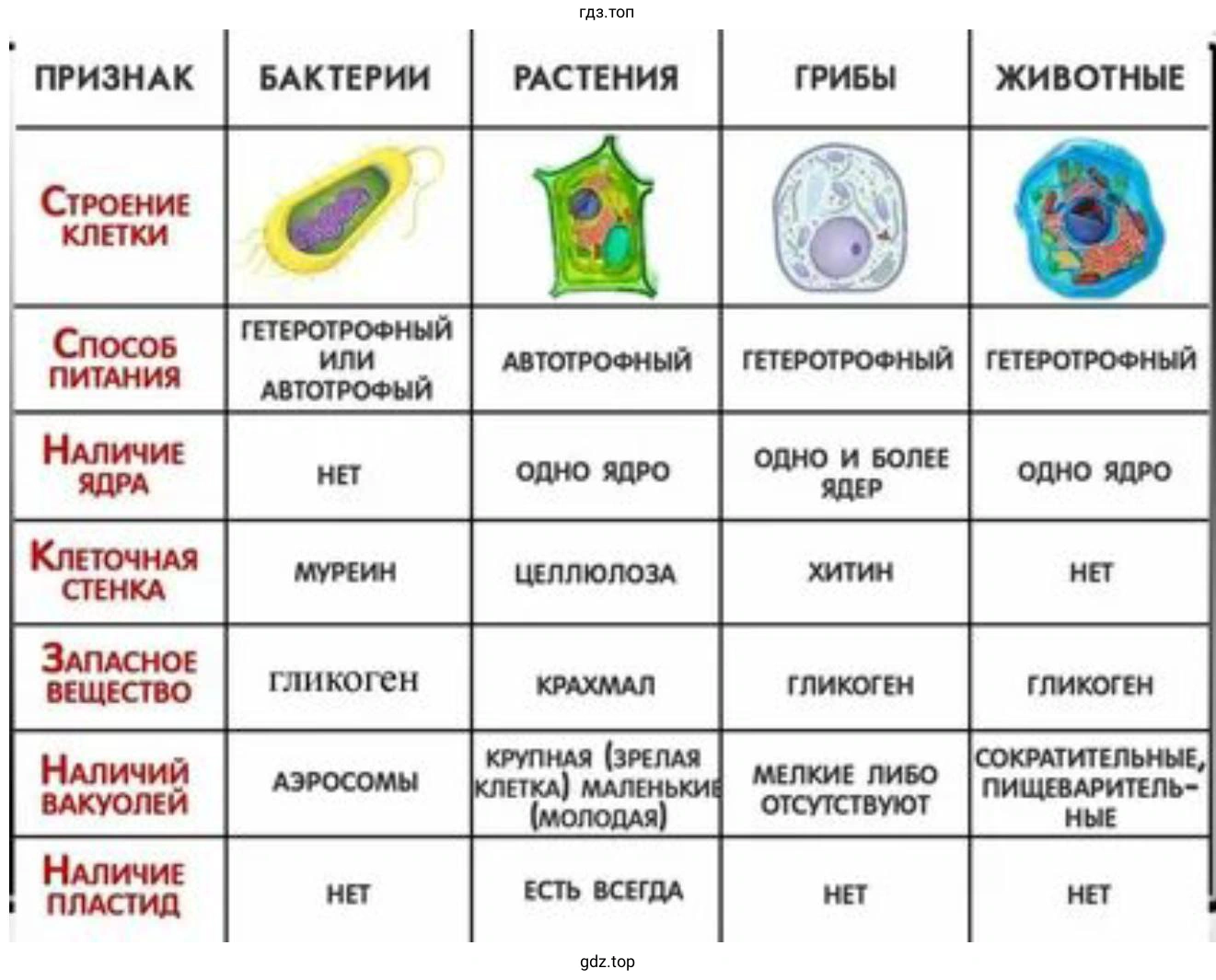 Таблица, отображающая сходство и различия в строении клеток бактерии, растения и животного