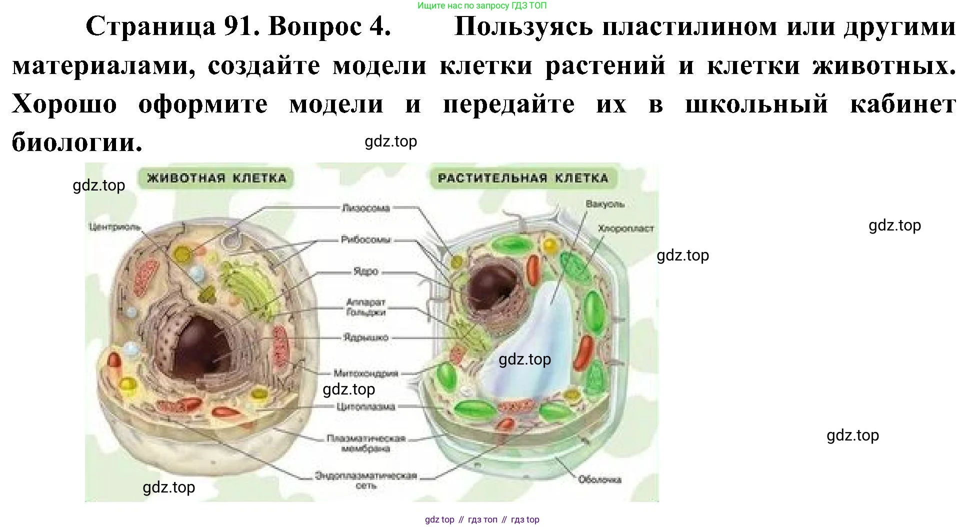 ГДЗ Биология, 5 класс Учебник, авторы: Пономарева Ирма Николаевна, Николаев Игорь Владиславович, Корнилова Ольга Анатольевна, издательство Просвещение, Москва, 2023, зелёного цвета, страница 91, номер 4, Решение