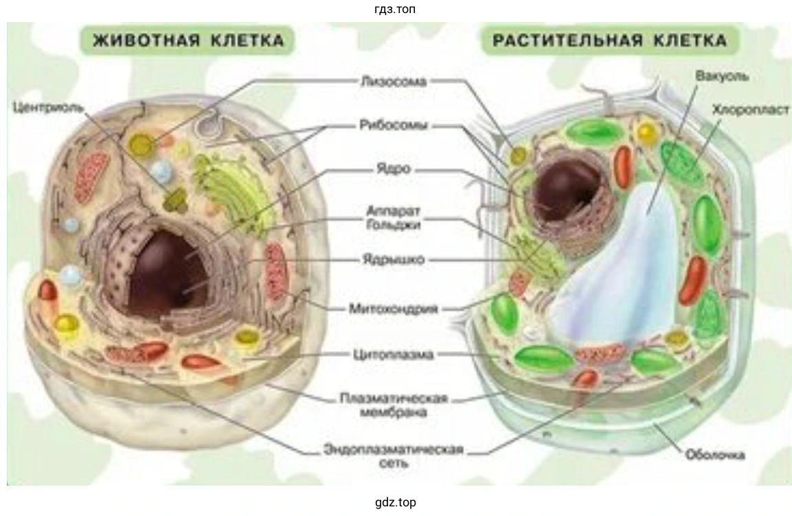 создайте модели клетки растений и клетки животных
