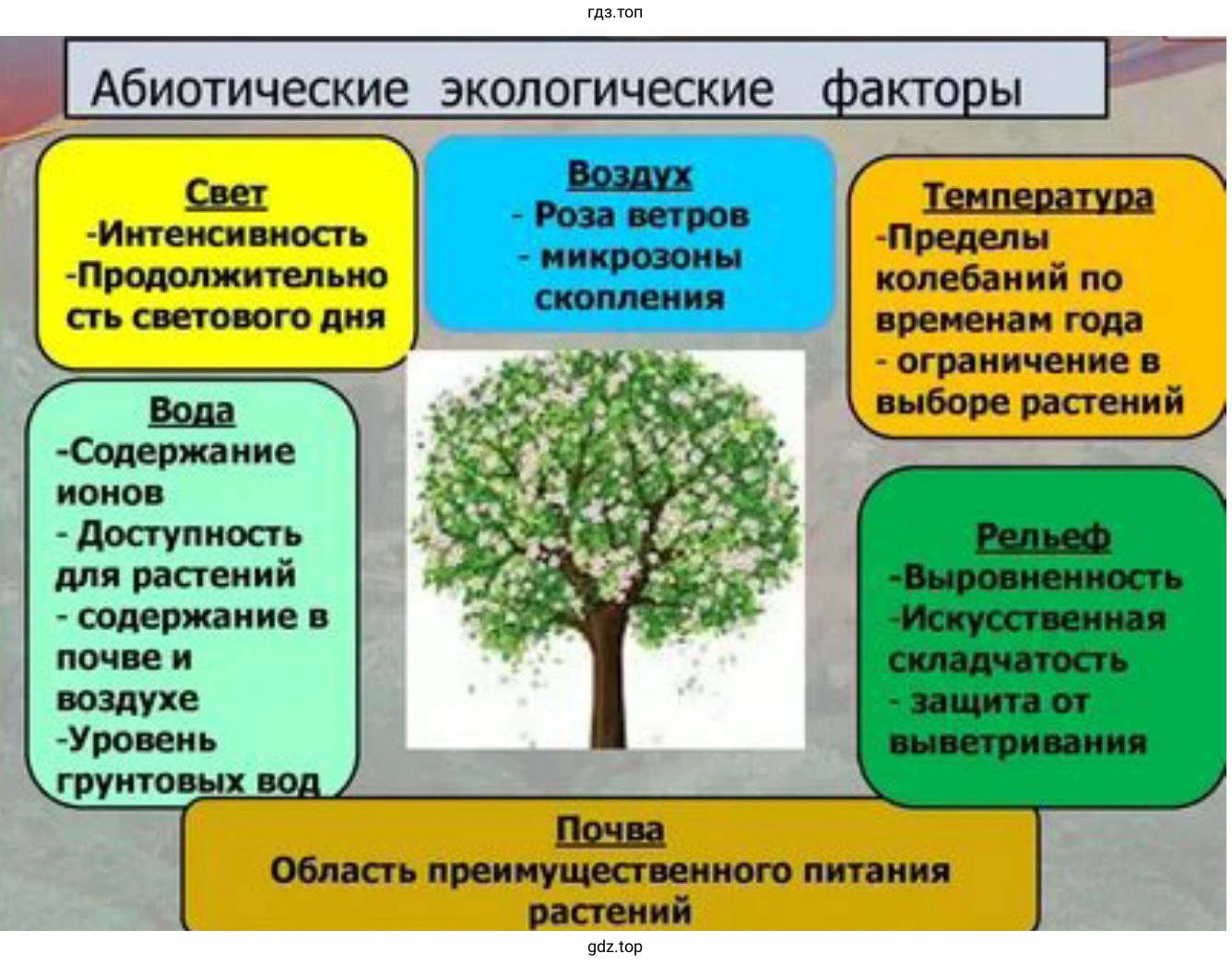 Обратите внимание на деревья у вашего дома какие экологические факторы влияют на их жизнедеятельность