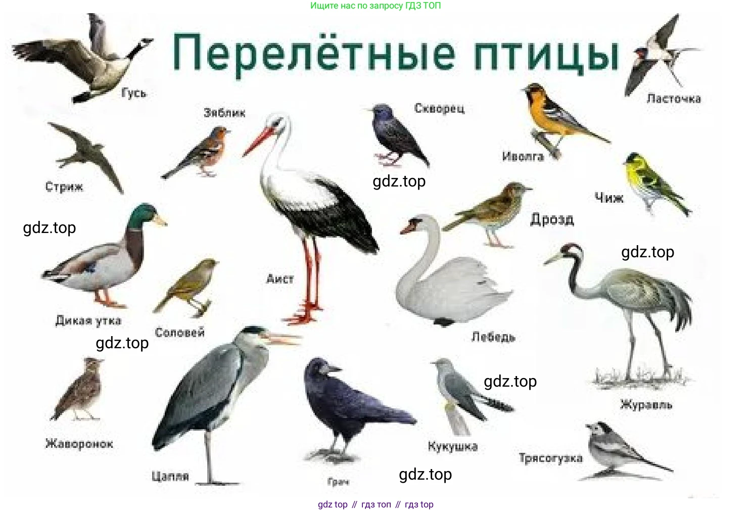 ГДЗ Биология, 5 класс Учебник, авторы: Пономарева Ирма Николаевна, Николаев Игорь Владиславович, Корнилова Ольга Анатольевна, издательство Просвещение, Москва, 2023, зелёного цвета, страница 120, номер 3, Решение (продолжение 2)