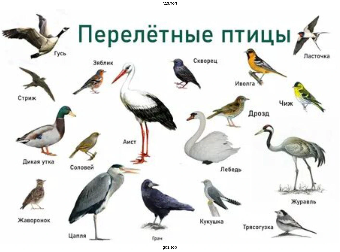 Когда появляются в парках и лесах перелётные птицы
