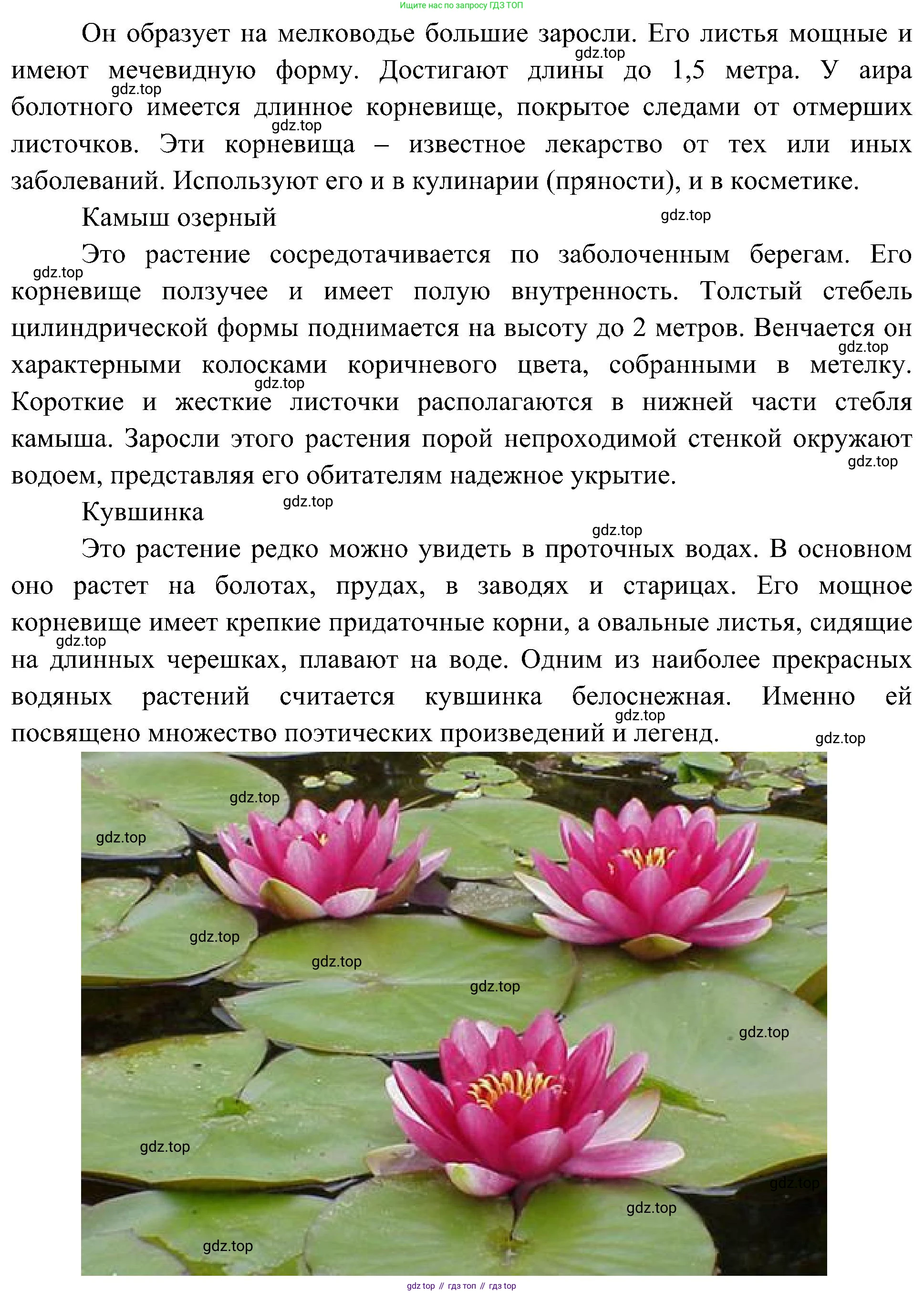ГДЗ Биология, 5 класс Учебник, авторы: Пономарева Ирма Николаевна, Николаев Игорь Владиславович, Корнилова Ольга Анатольевна, издательство Просвещение, Москва, 2023, зелёного цвета, страница 120, Решение (продолжение 6)