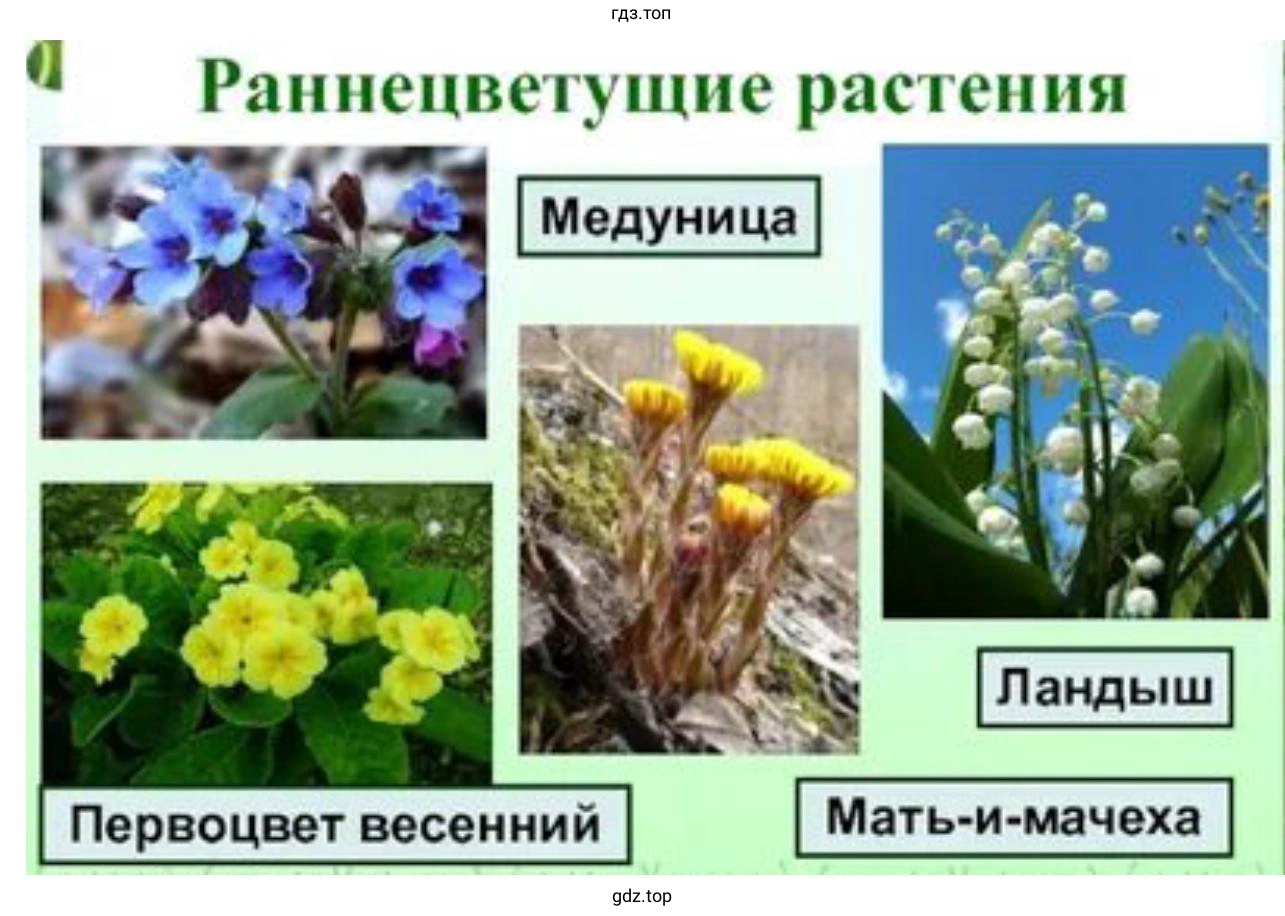 Сфотографируйте первые раннецветущие растения весной