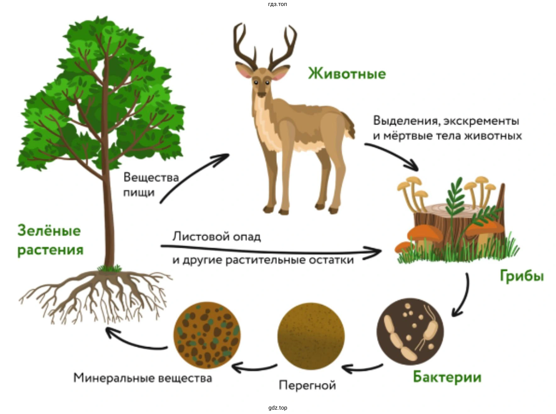 Круговорот веществ всех четырех этапов
