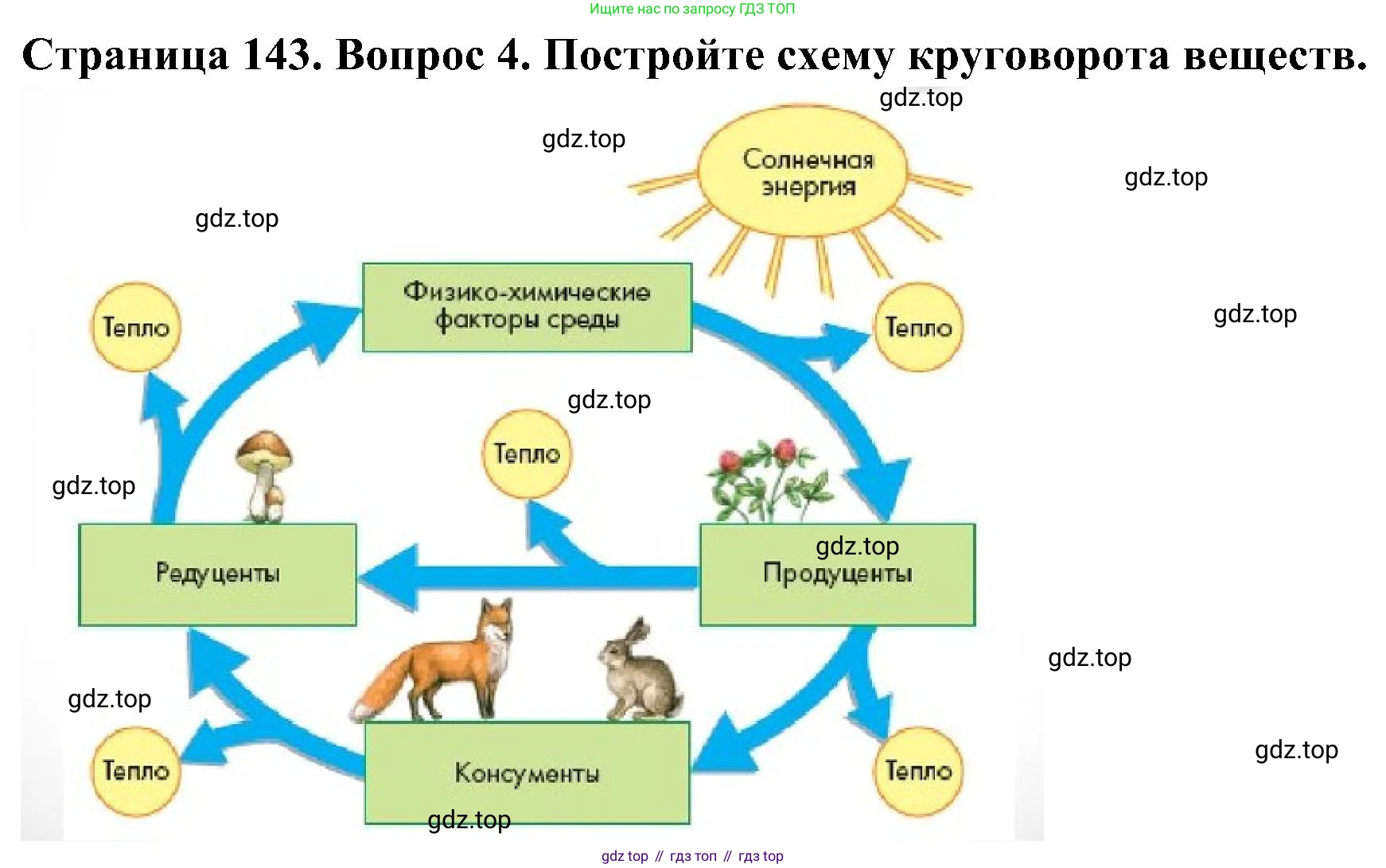 ГДЗ Биология, 5 класс Учебник, авторы: Пономарева Ирма Николаевна, Николаев Игорь Владиславович, Корнилова Ольга Анатольевна, издательство Просвещение, Москва, 2023, зелёного цвета, страница 143, номер 4, Решение