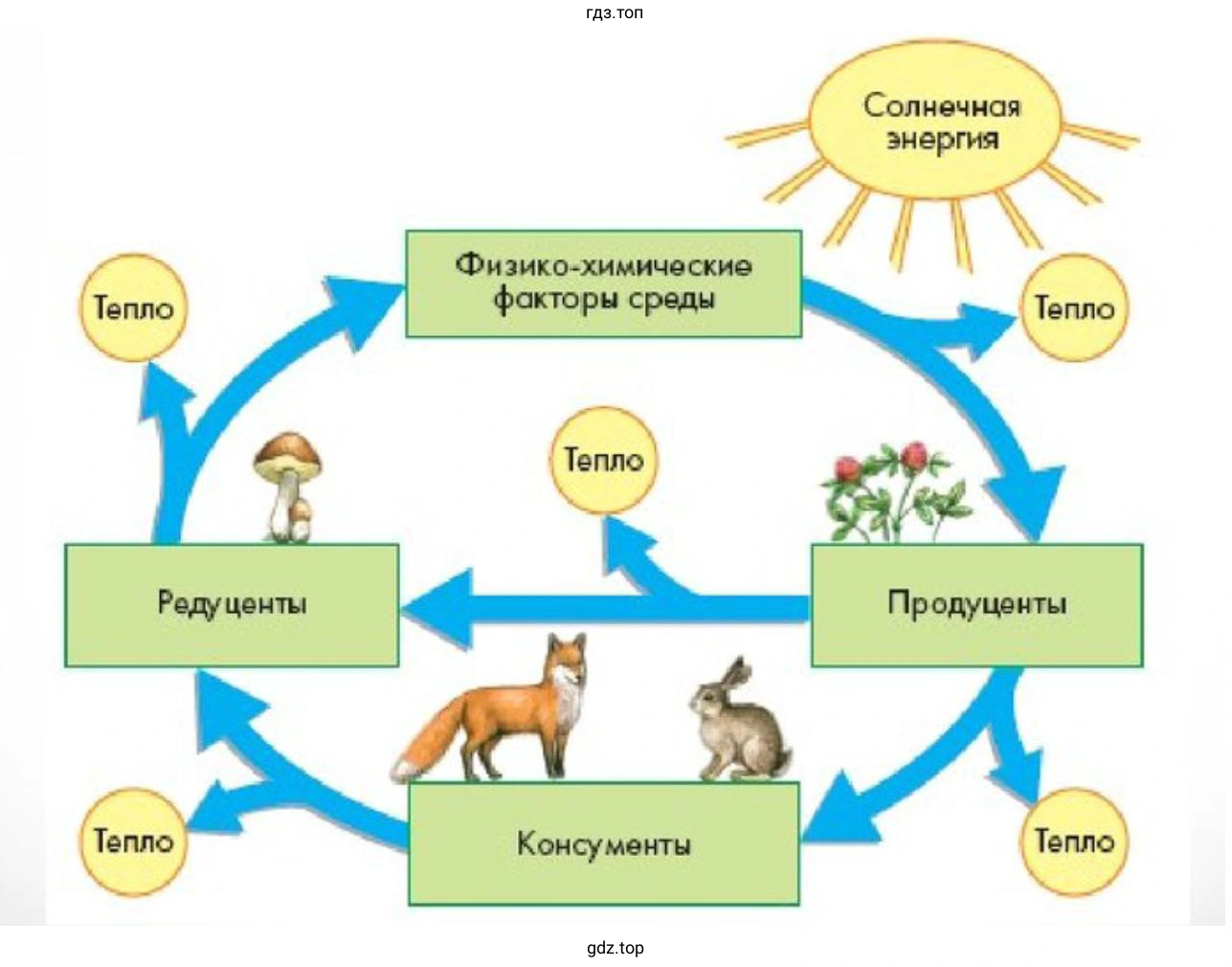 Построить схему круговорота веществ
