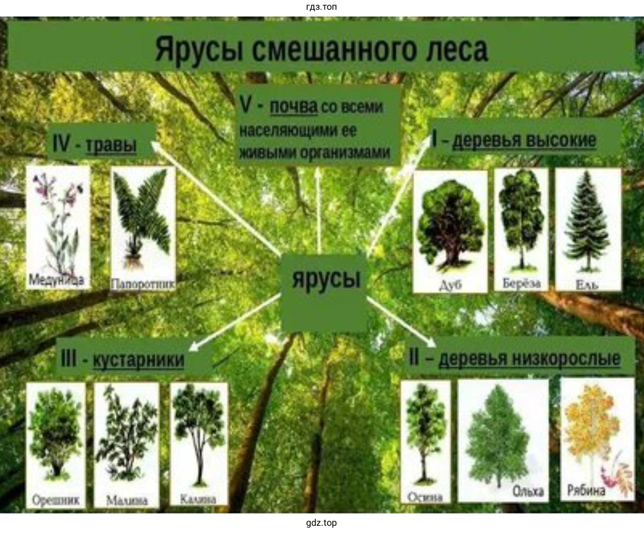 Презентация об одном природном сообществе, находящемся в вашем регионе