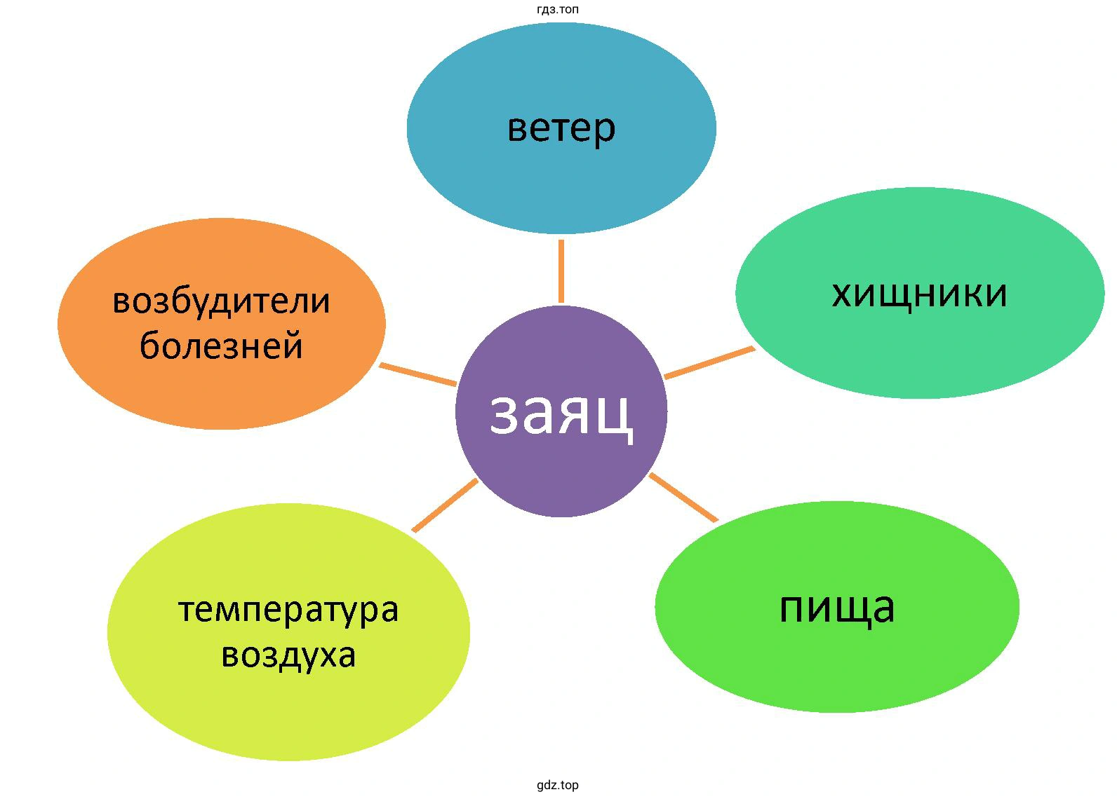 Схема действия экологических факторов на организм зайца